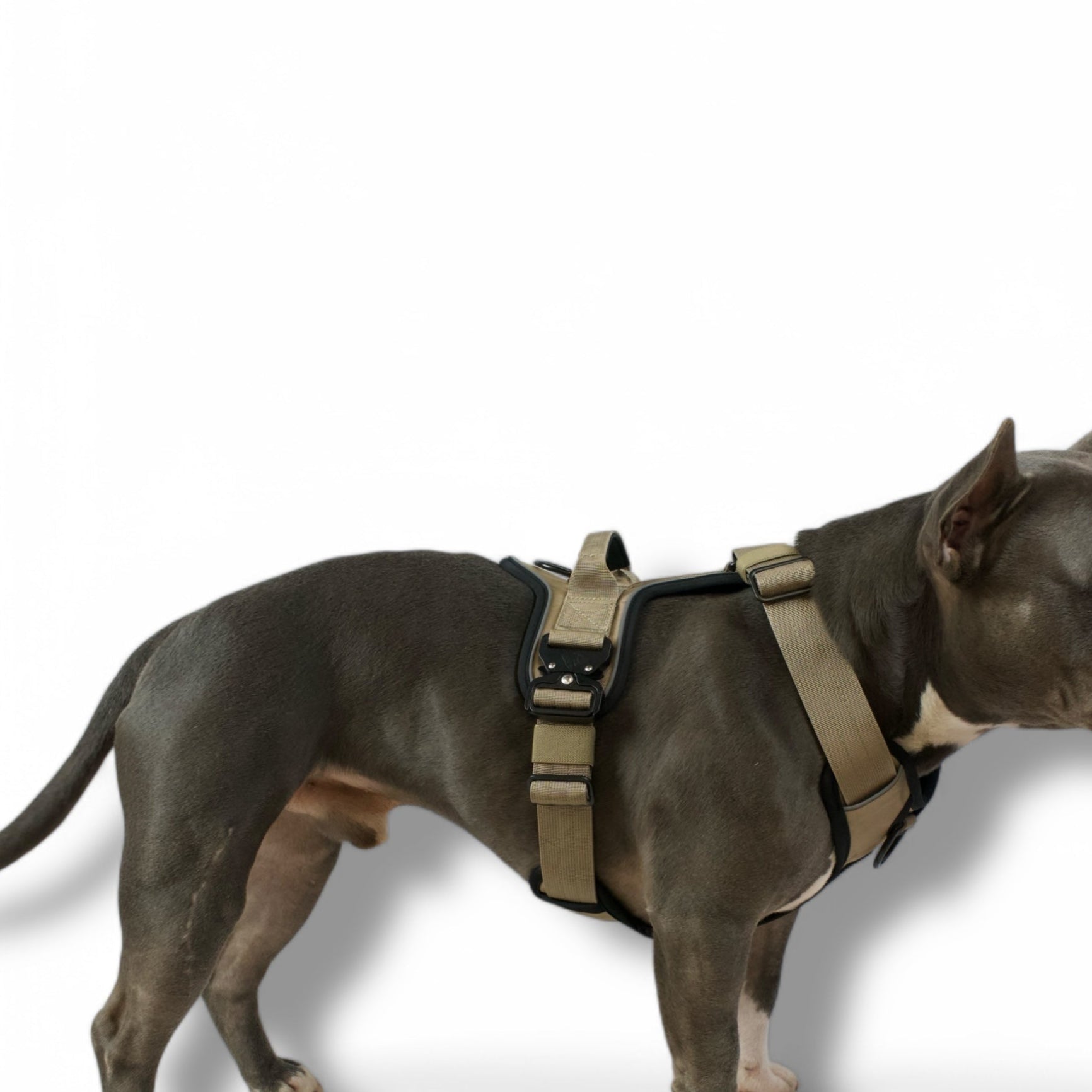 Hundegeschirr BACO Pro Beige XL