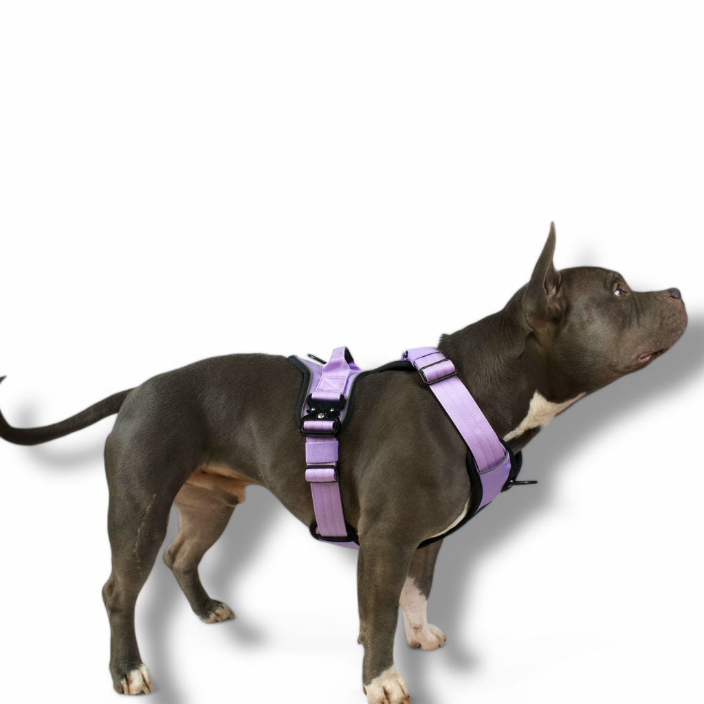 BACO DOG GEAR