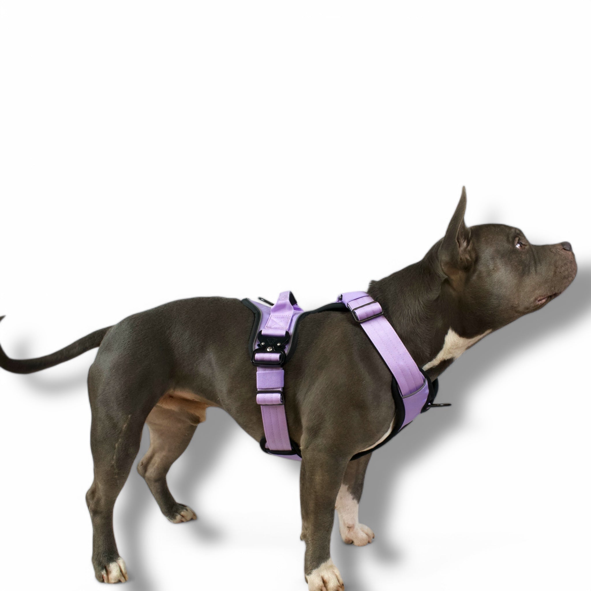 BACO DOG GEAR