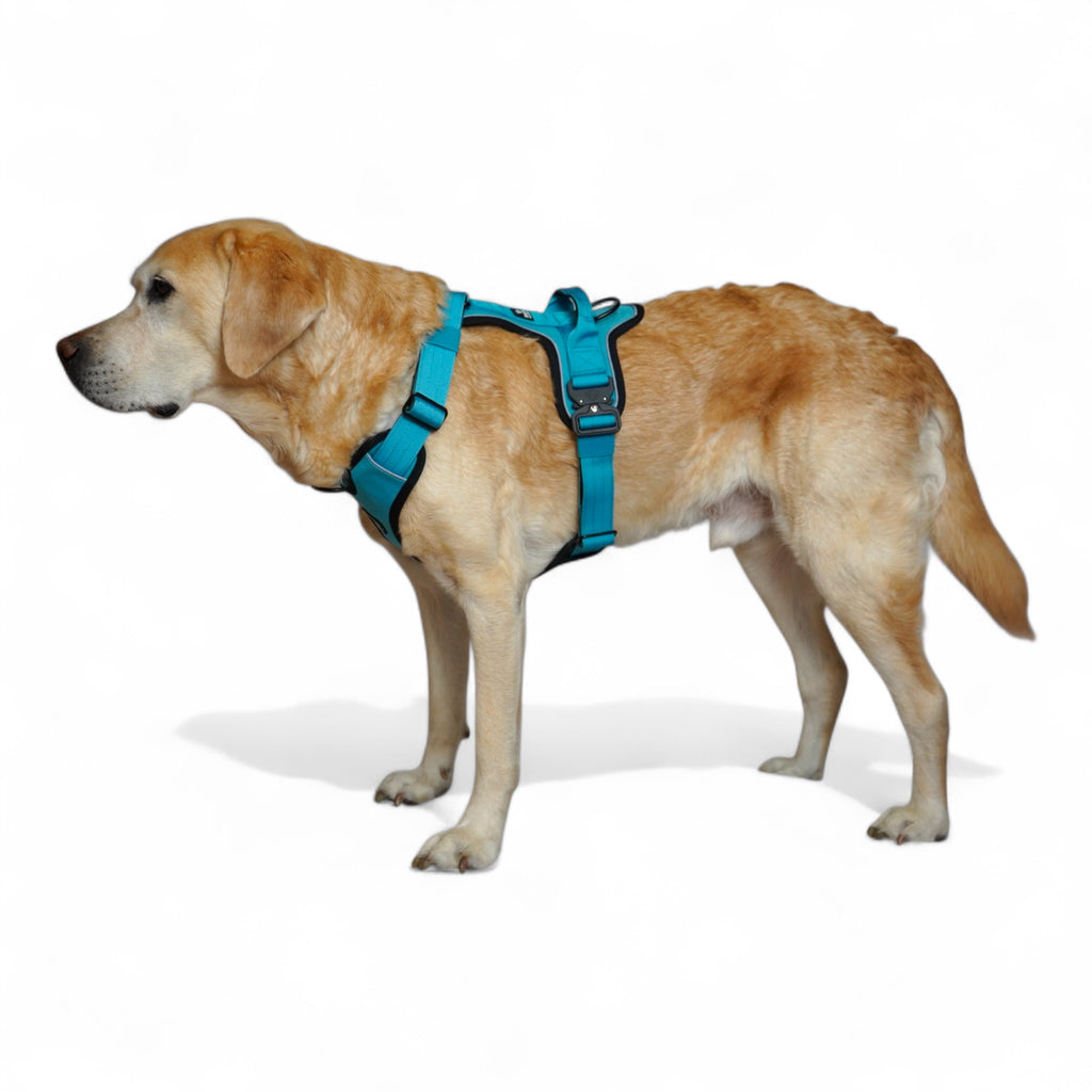 BACO DOG GEAR