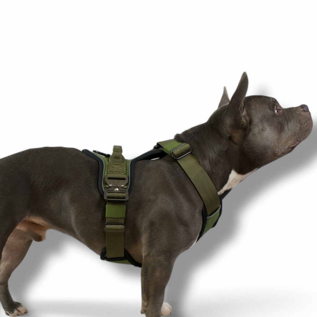 BACO DOG GEAR