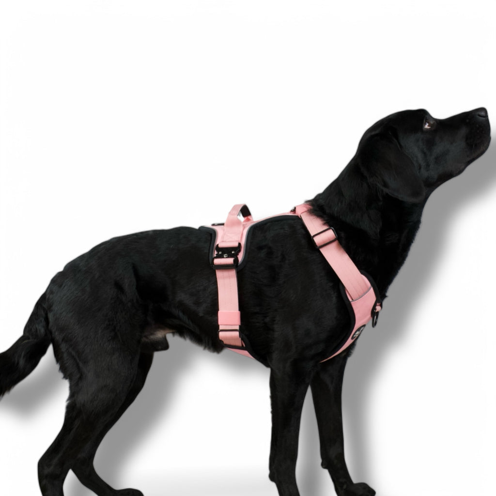 BACO DOG GEAR