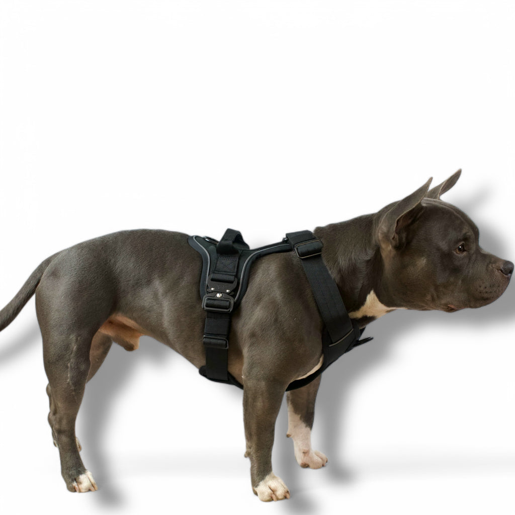 BACO DOG GEAR