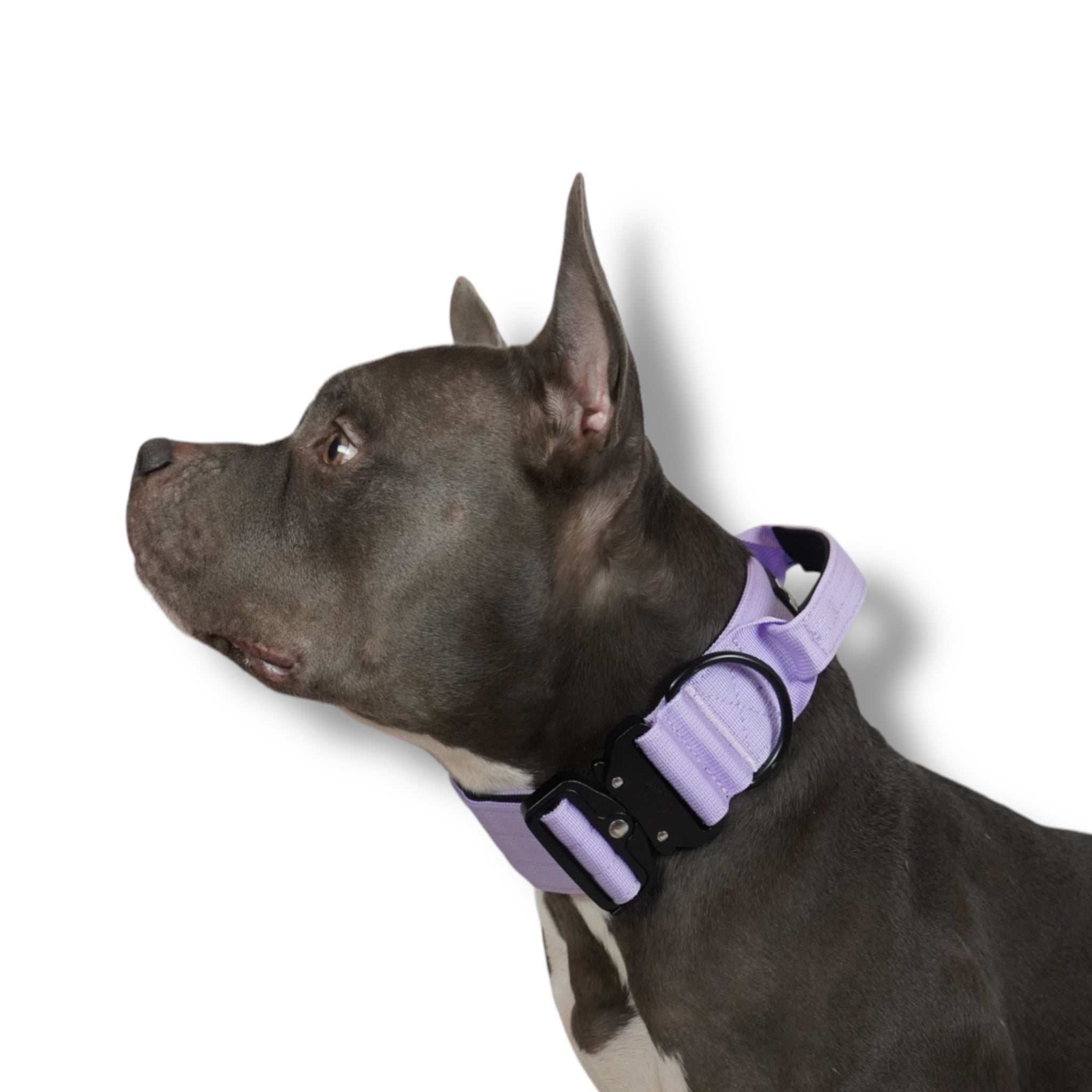 BACO DOG GEAR