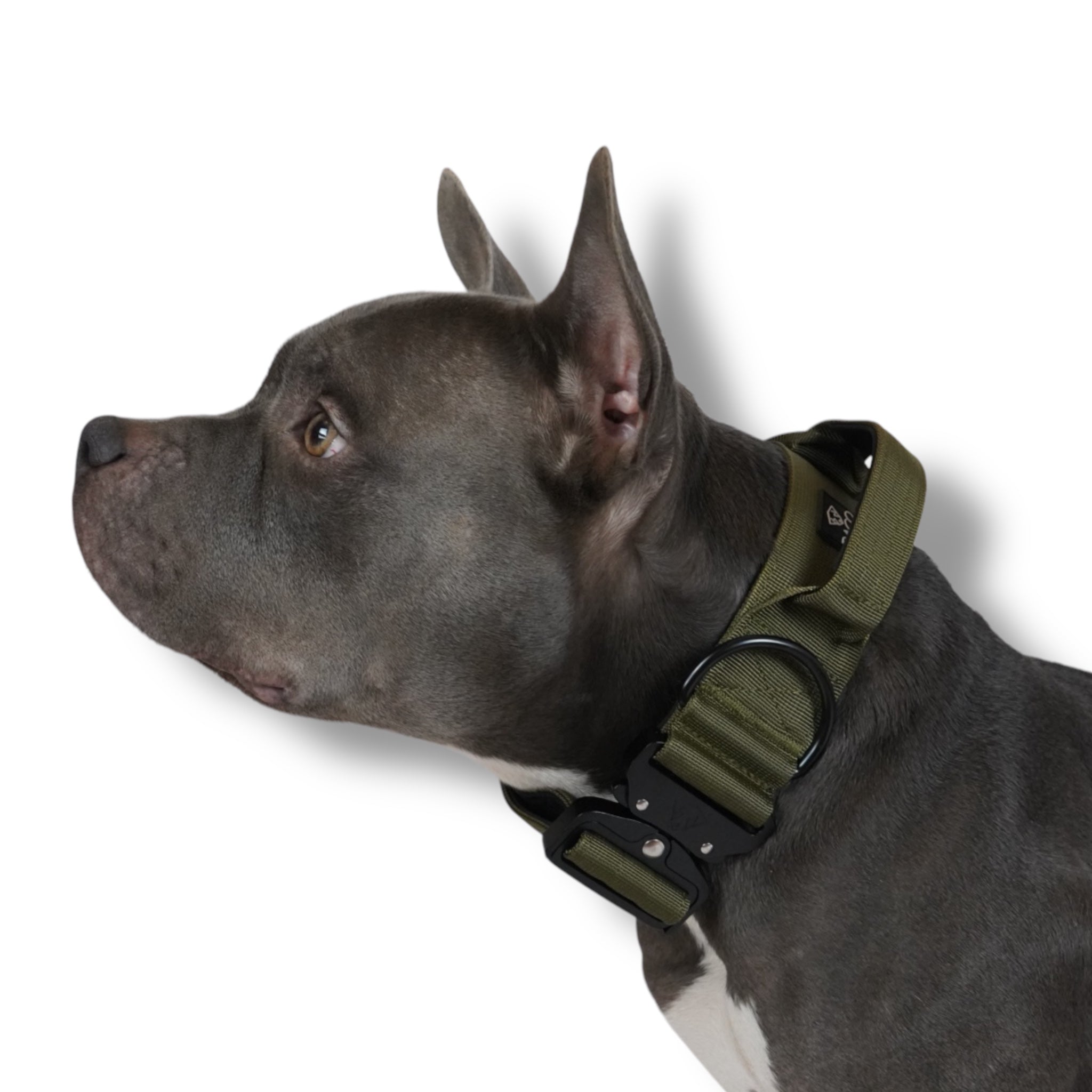 BACO DOG GEAR