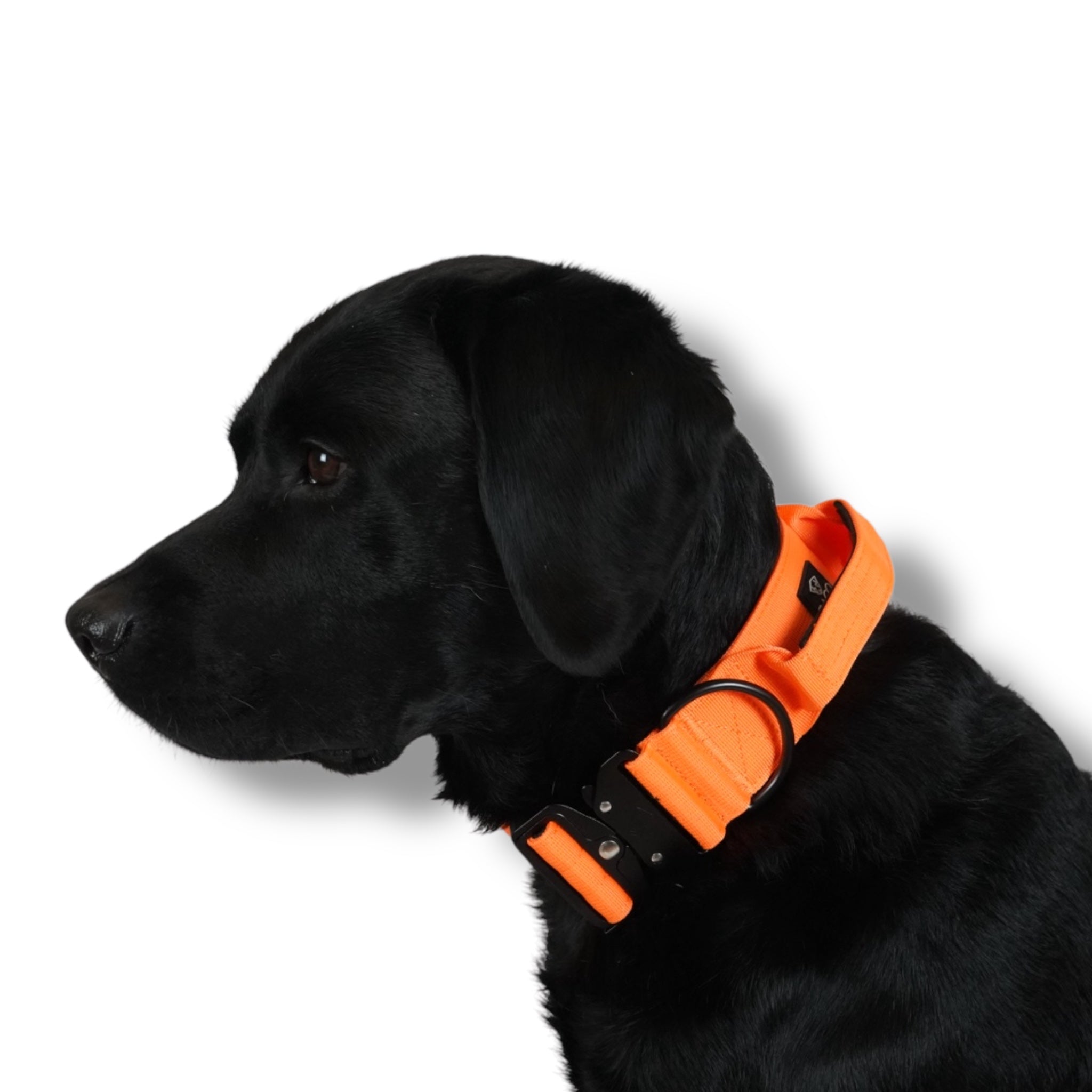 dog gear halsband Hundehalsband BACO Neonorange 2.0 L | 5cm
