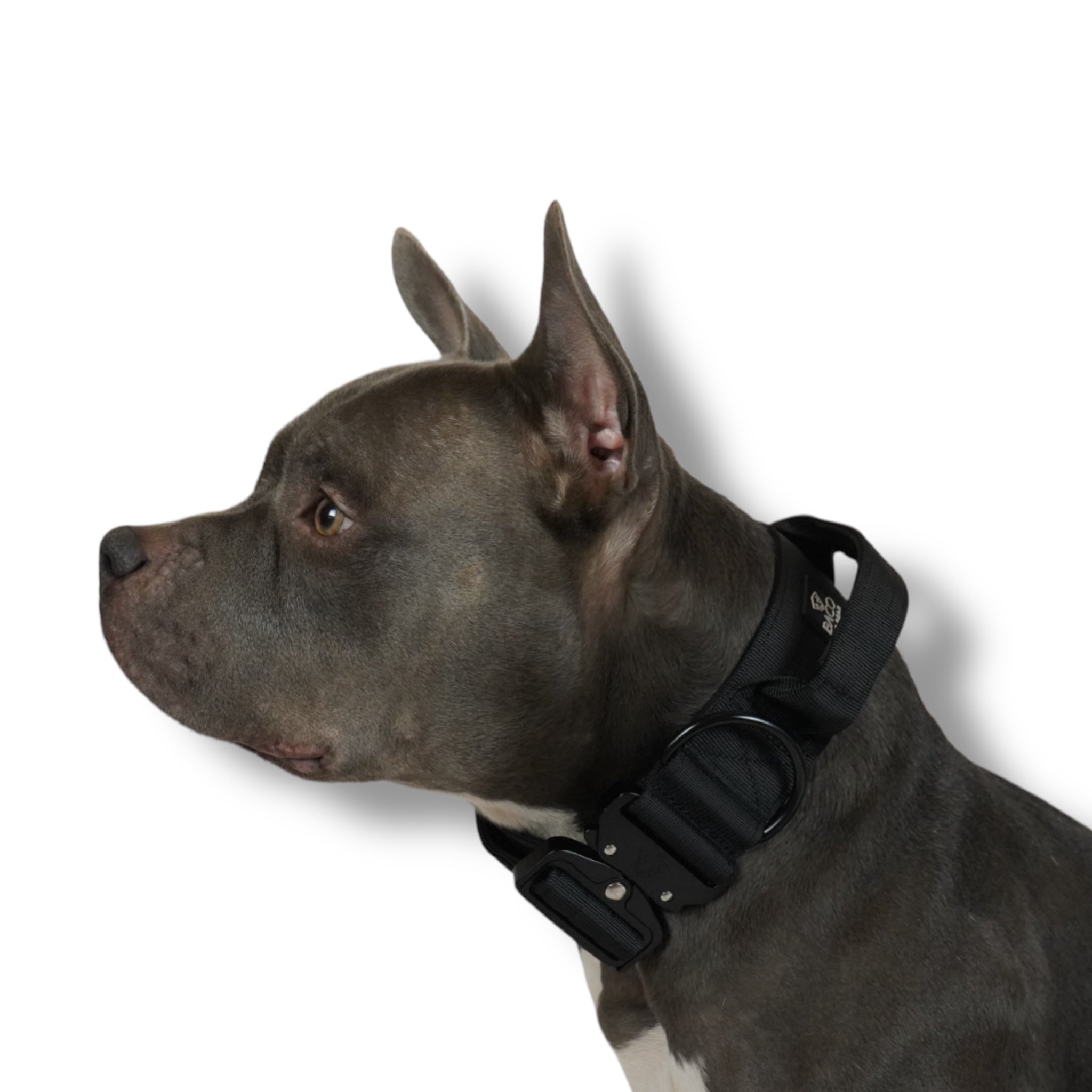 BACO DOG GEAR