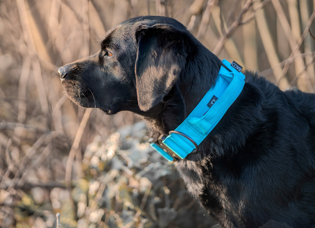 BACO DOG GEAR