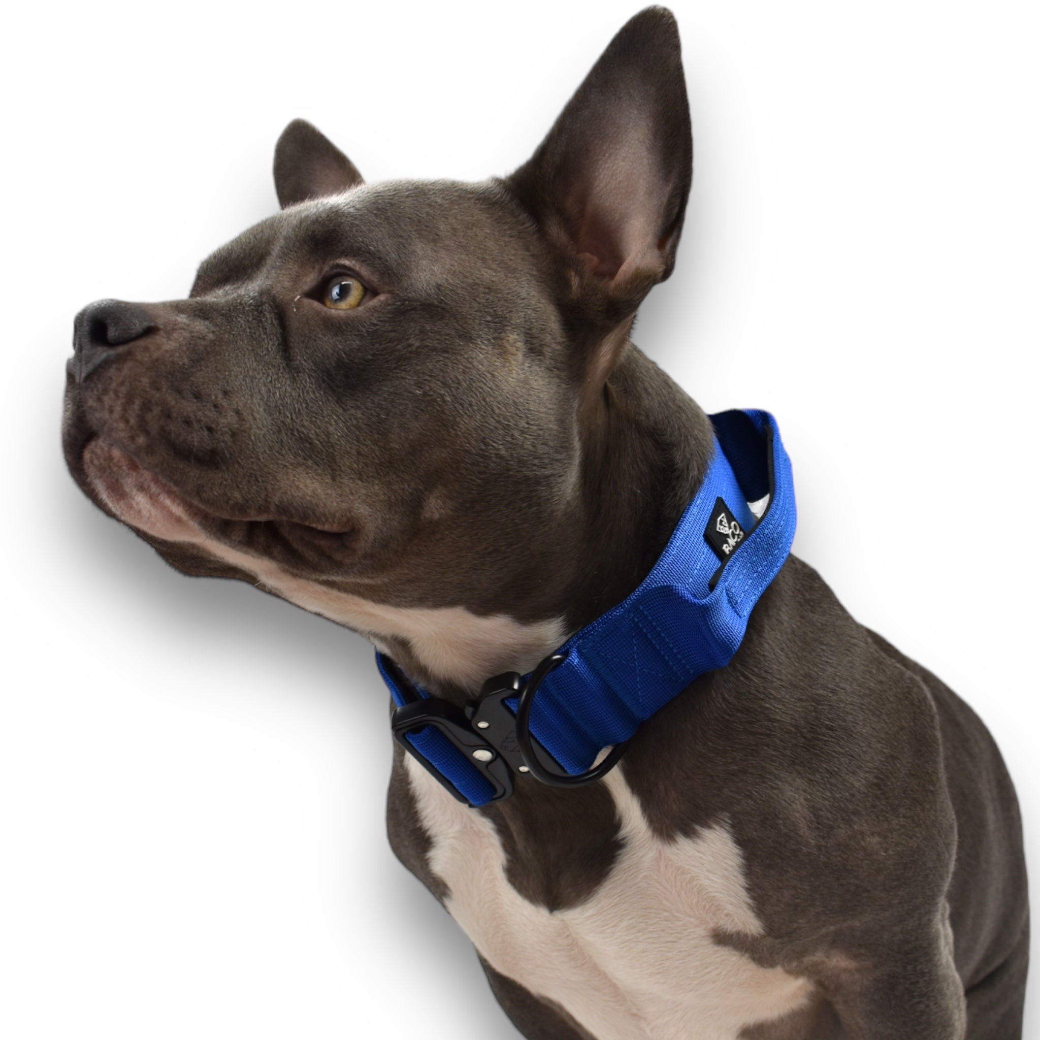 BACO DOG GEAR