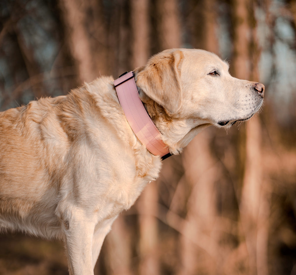 BACO DOG GEAR