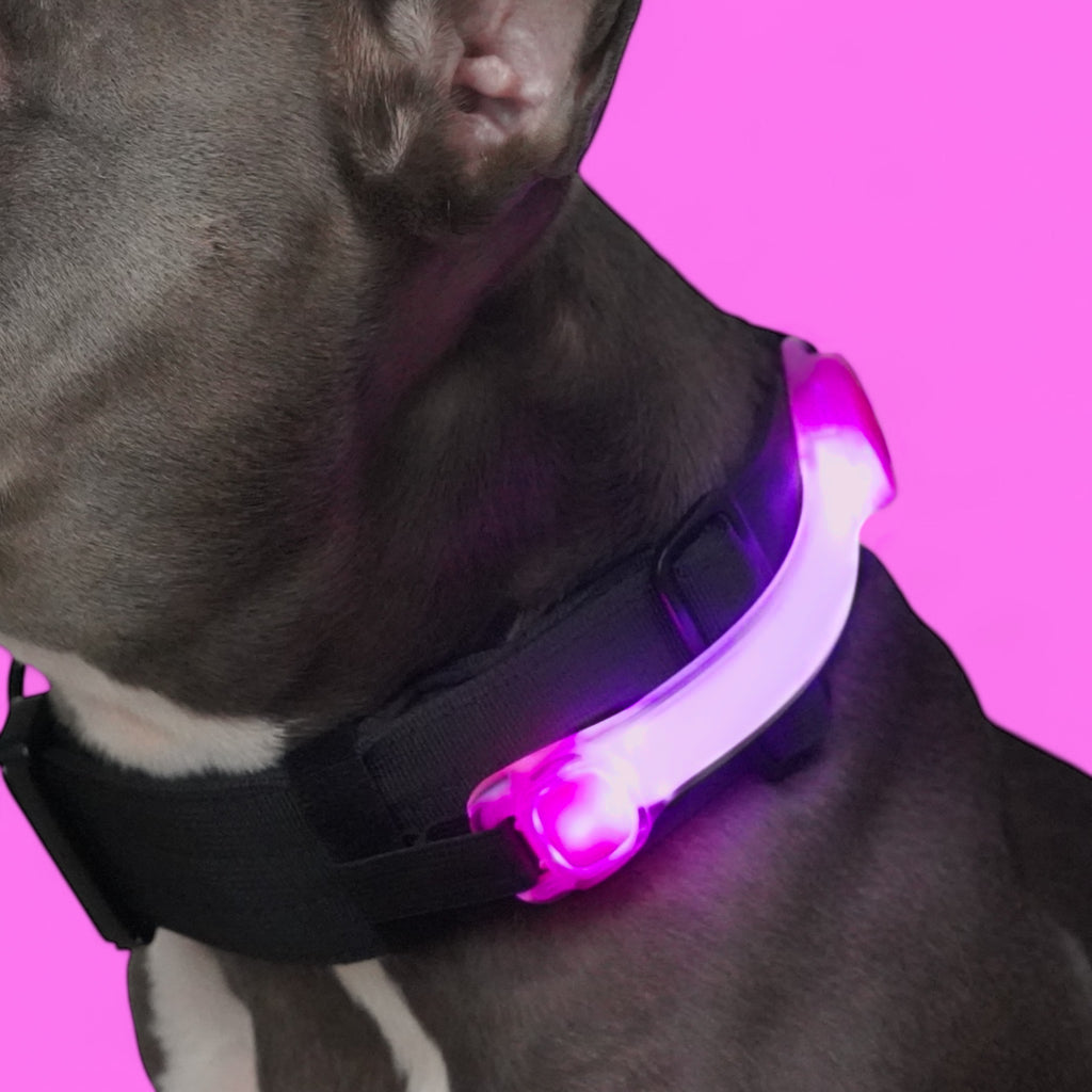BACO DOG GEAR