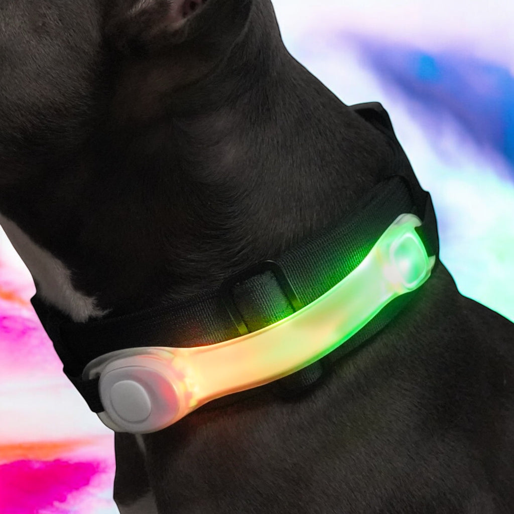 BACO DOG GEAR