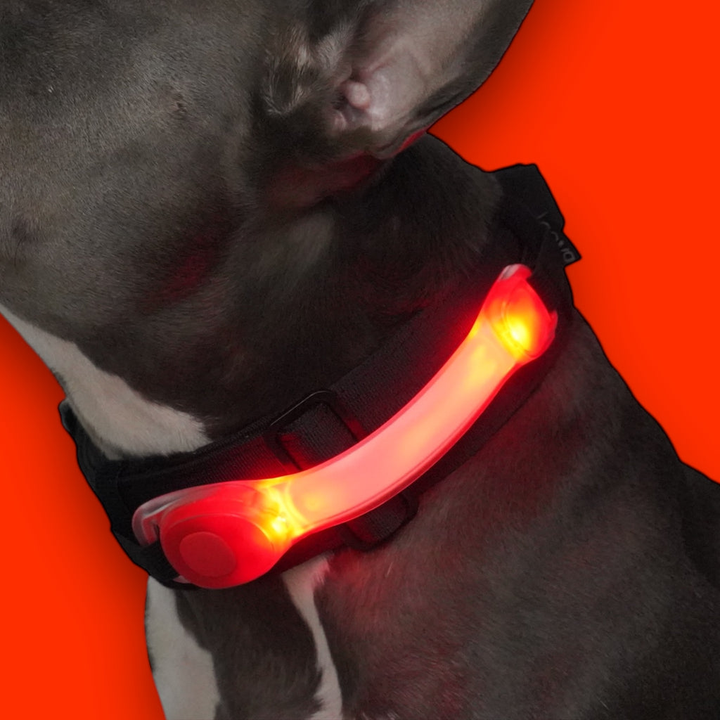 BACO DOG GEAR