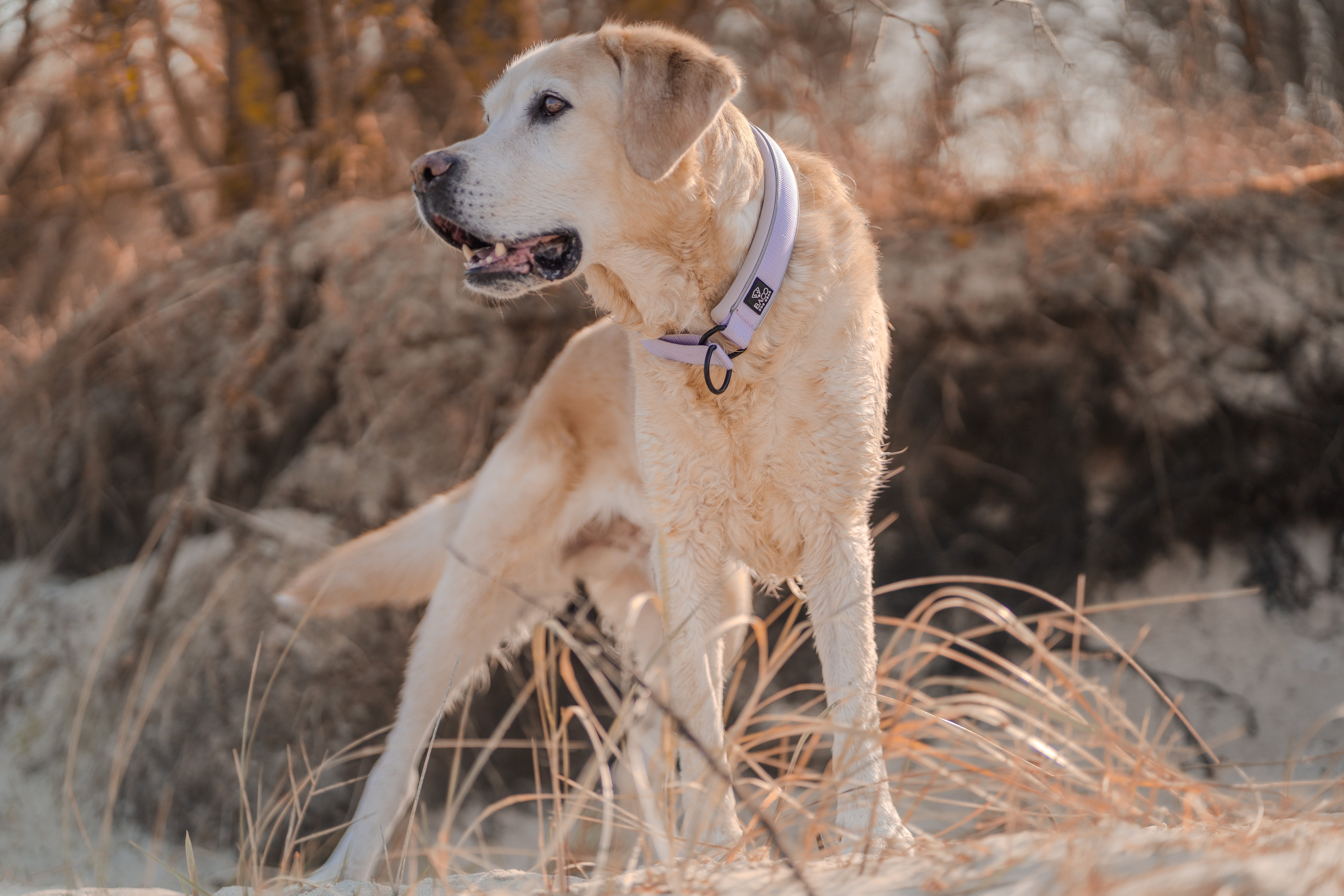 BACO DOG GEAR