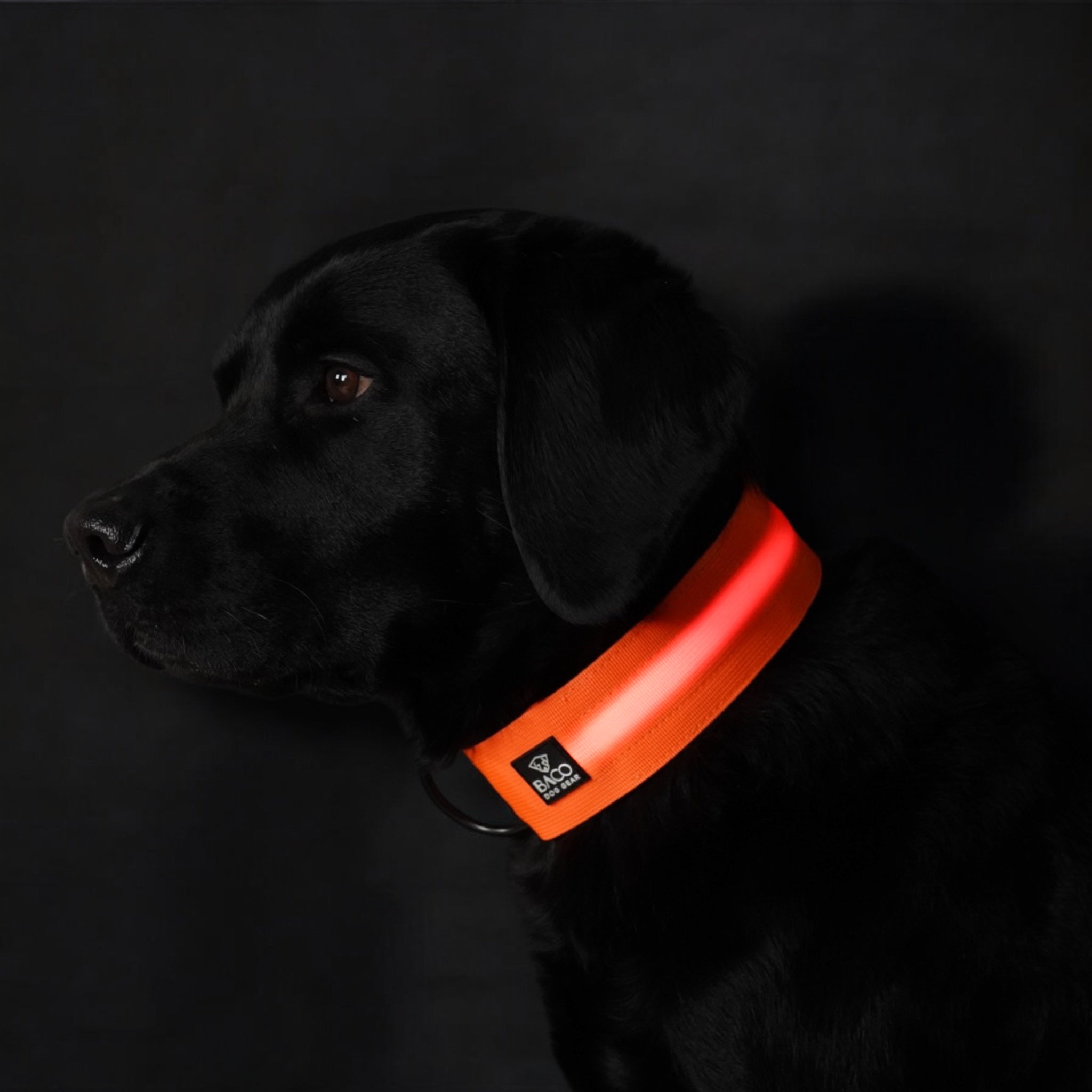 BACO DOG GEAR