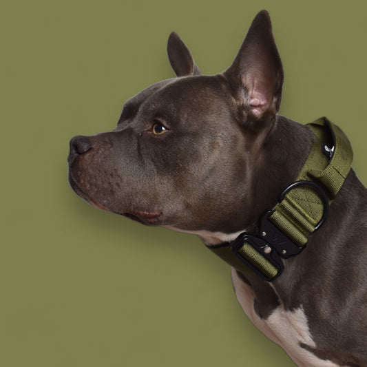 Hundehalsband BACO Khaki