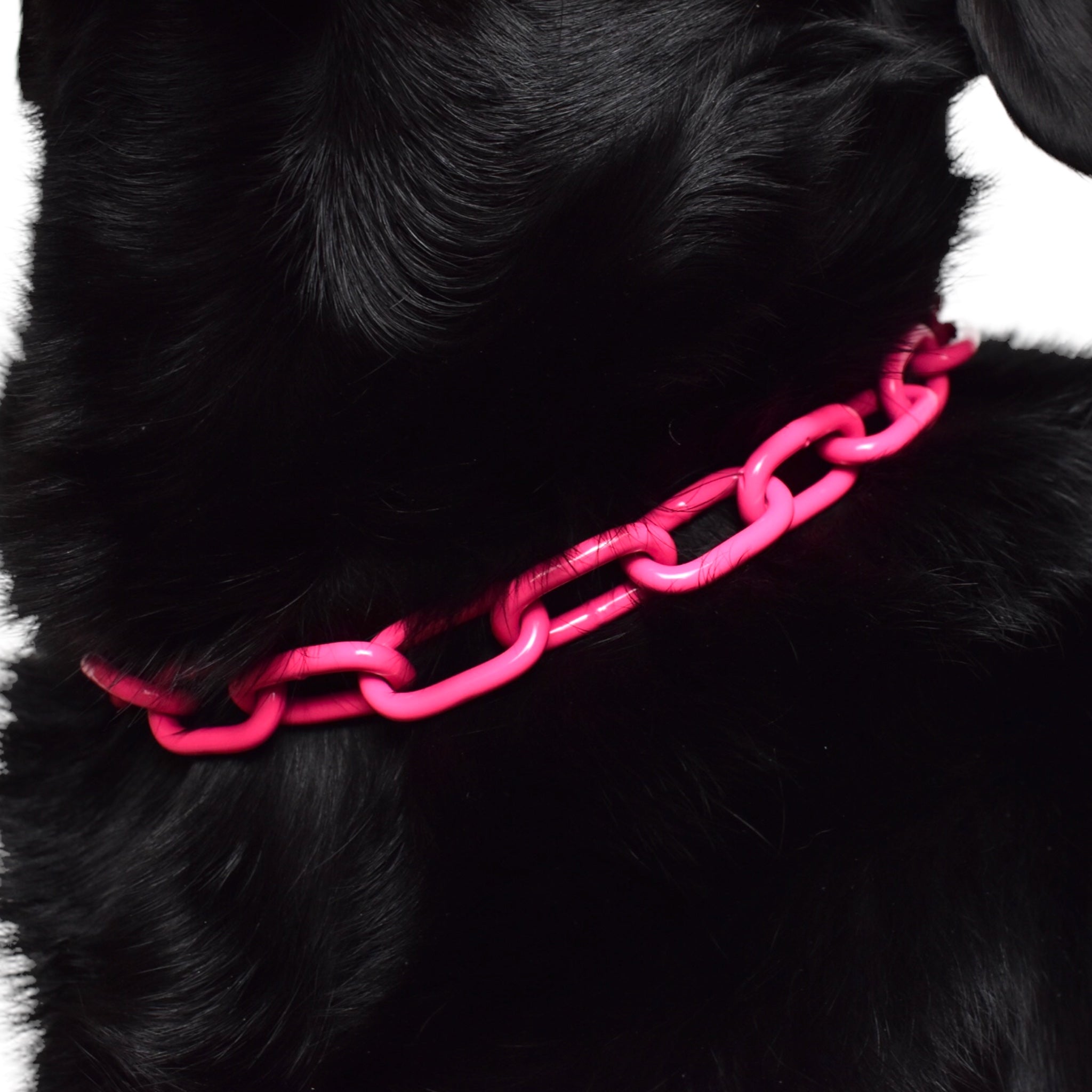 BACO DOG GEAR
