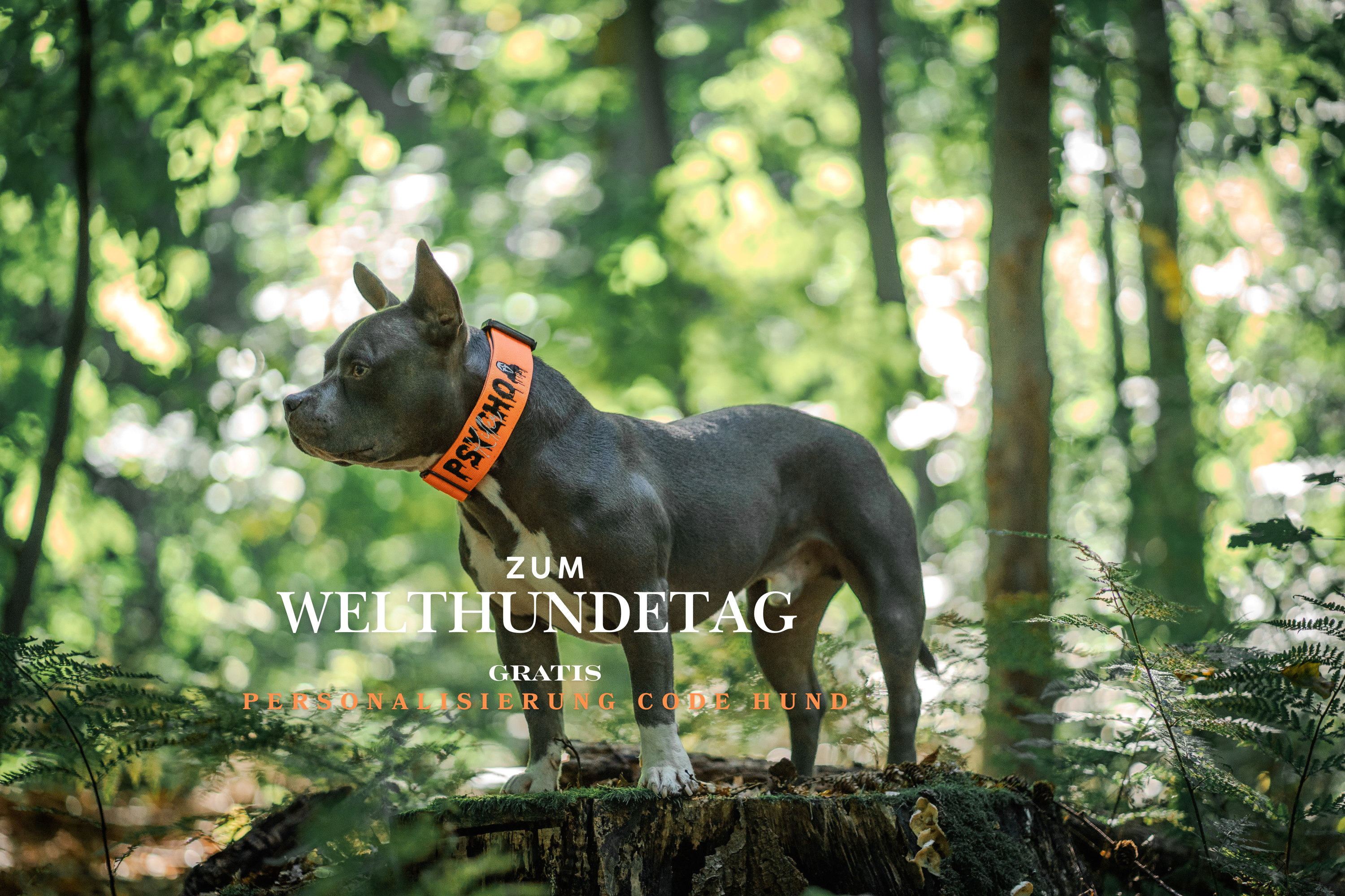 BACO DOG GEAR