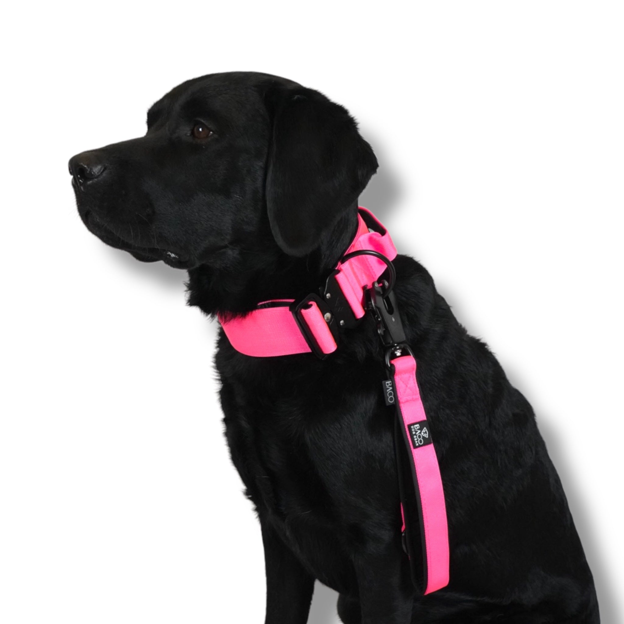 BACO DOG GEAR