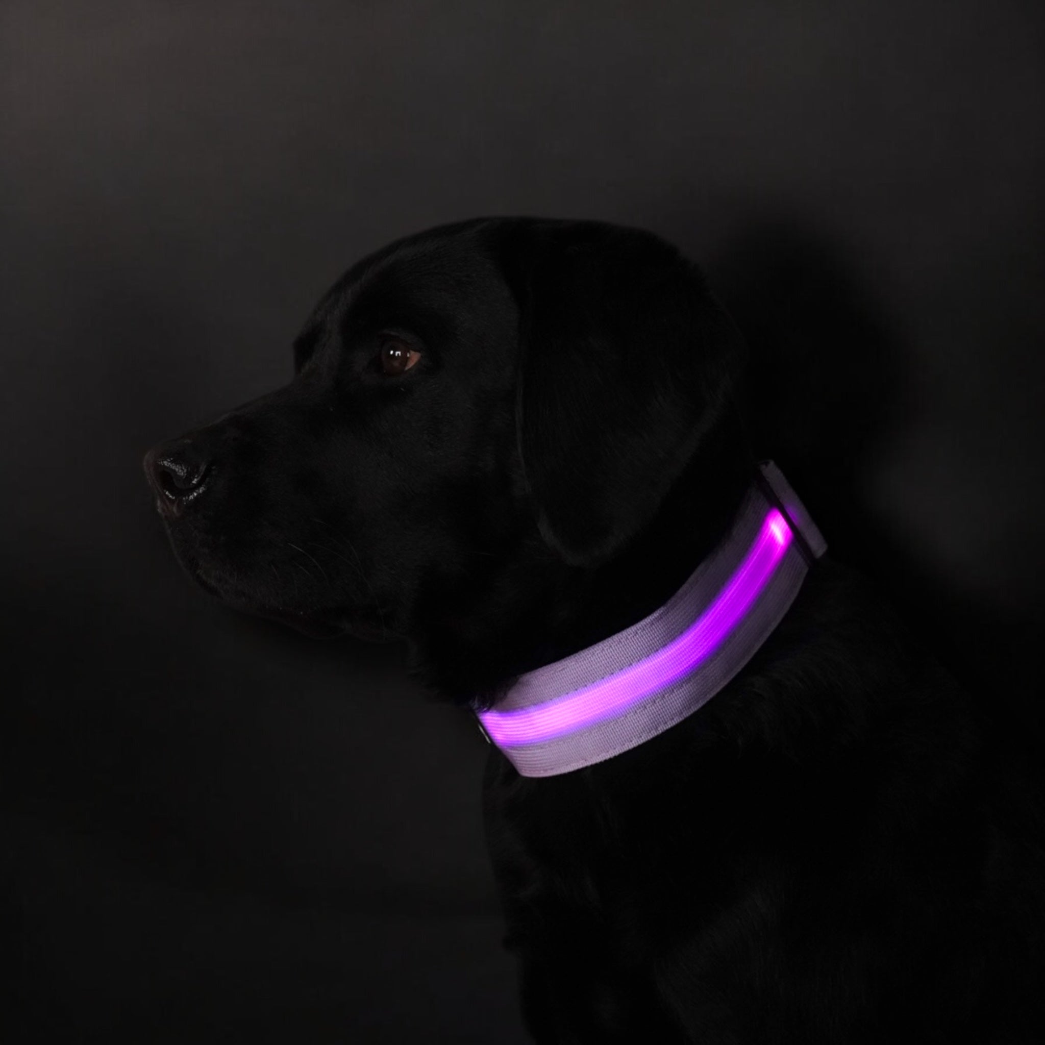 BACO DOG GEAR