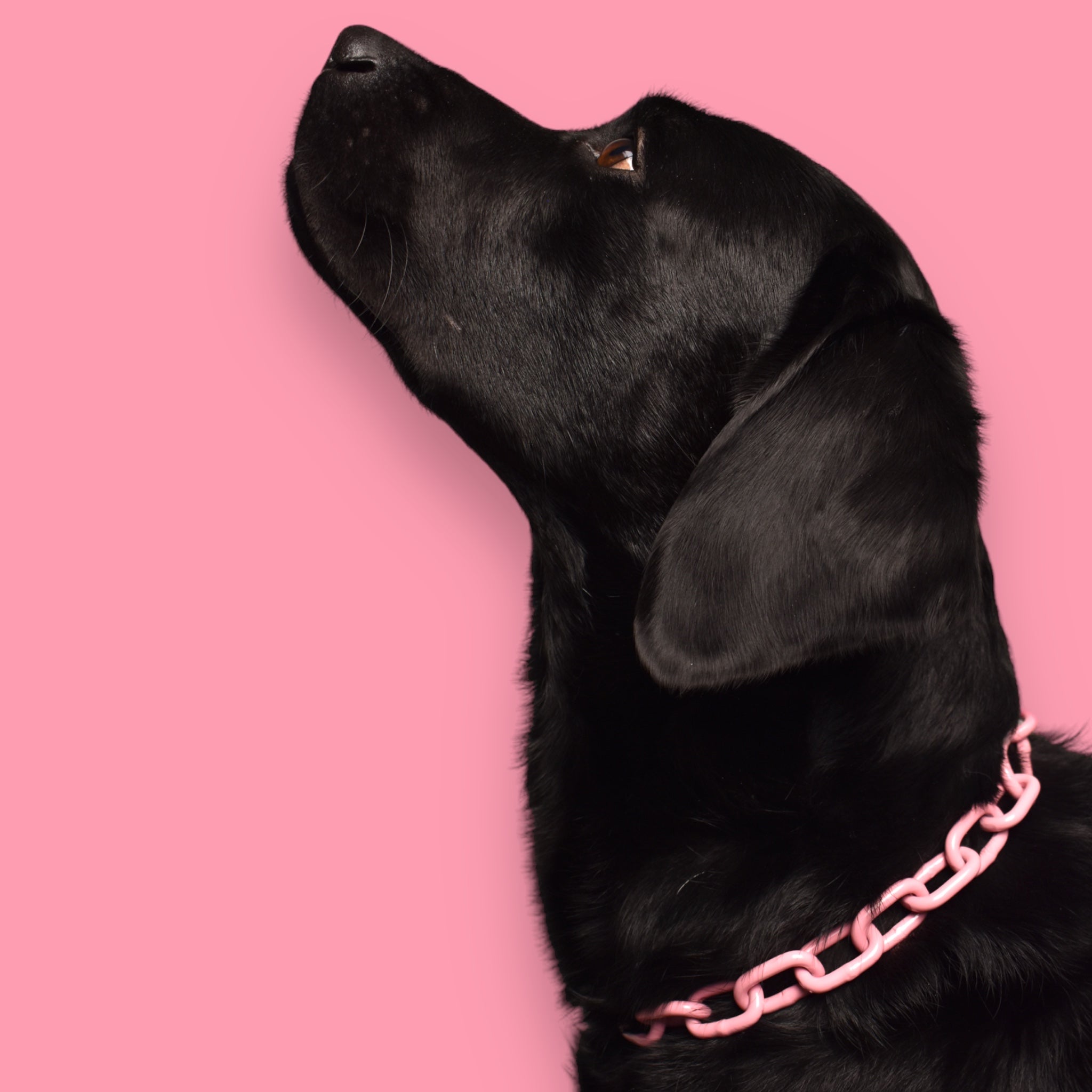 BACO DOG GEAR