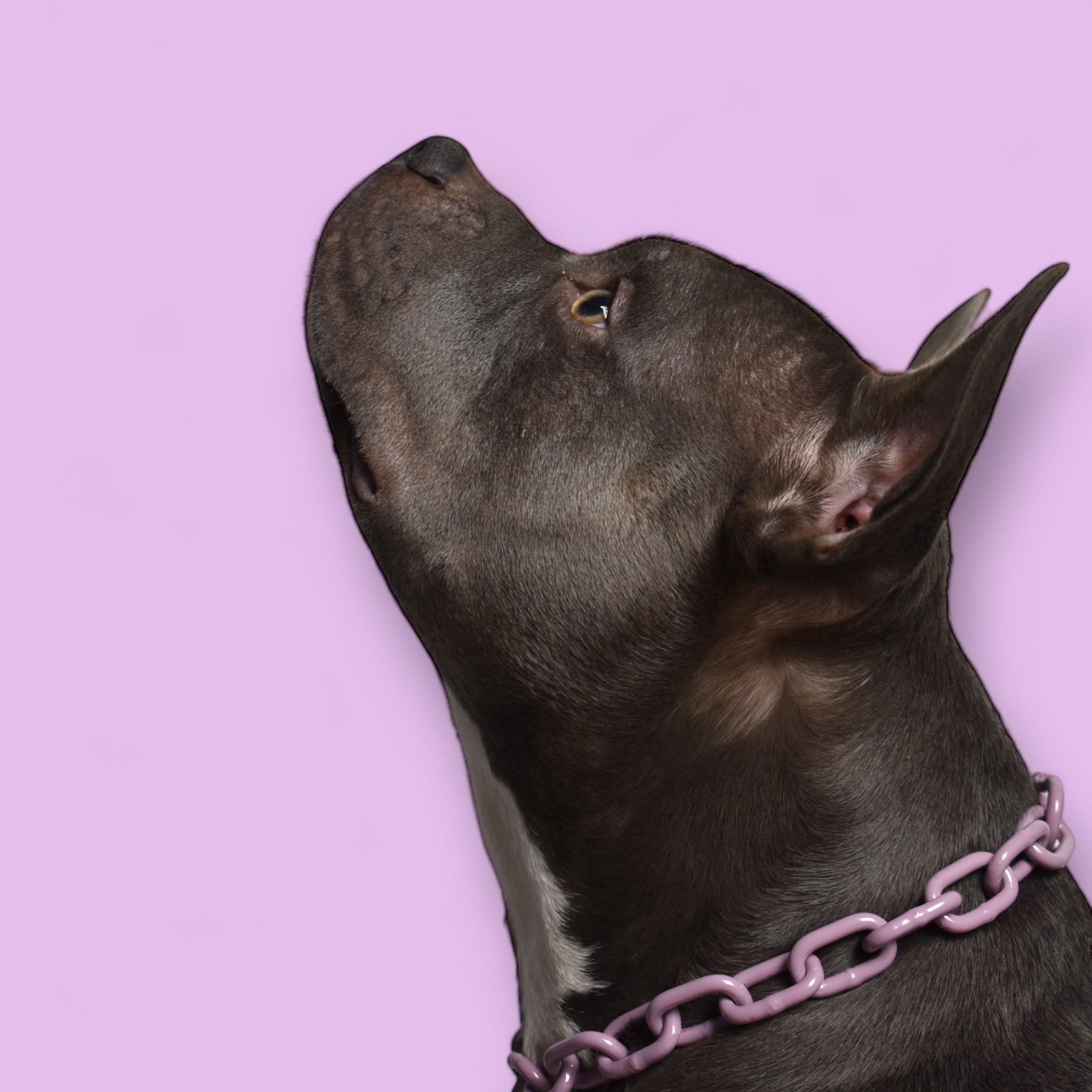 BACO DOG GEAR