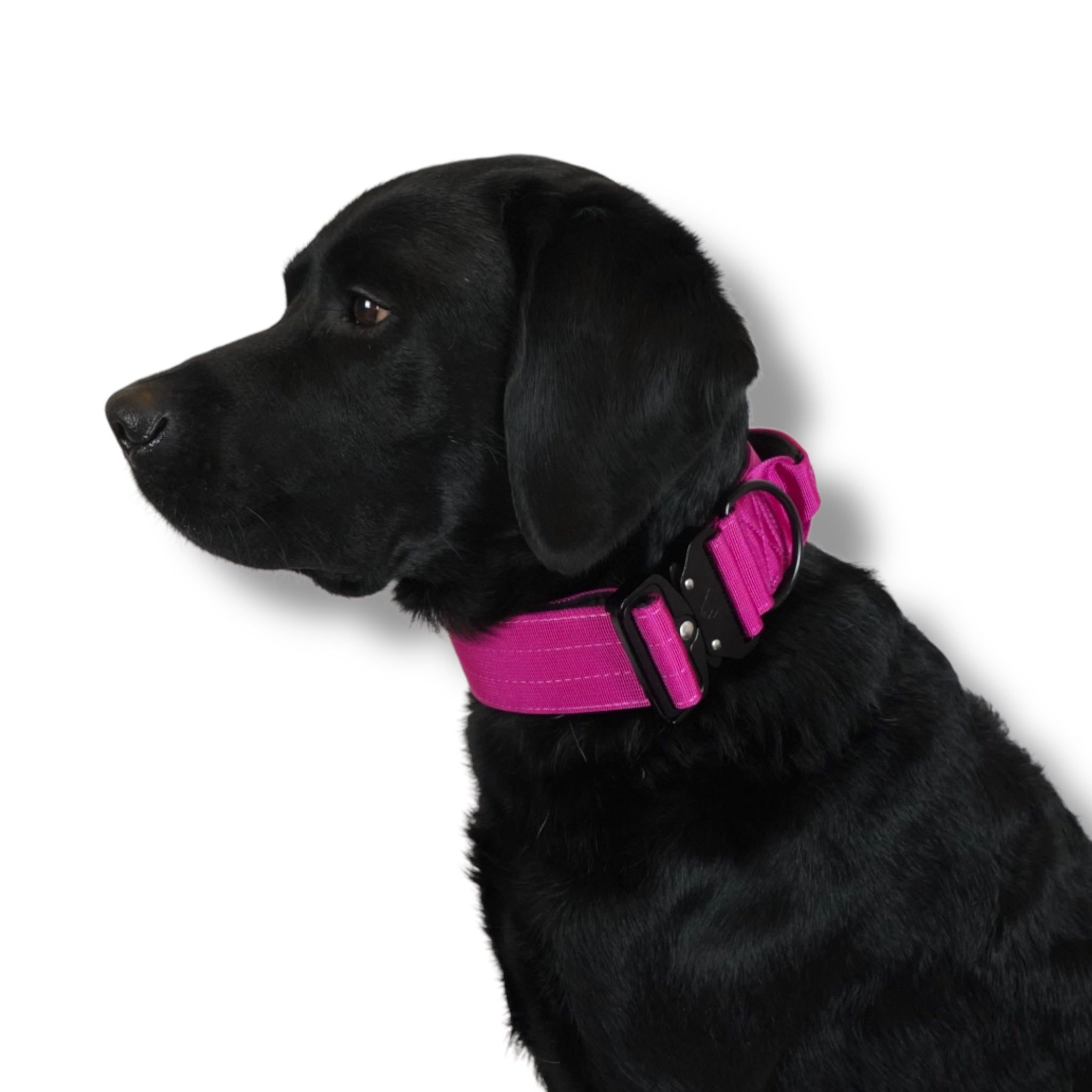 BACO DOG GEAR