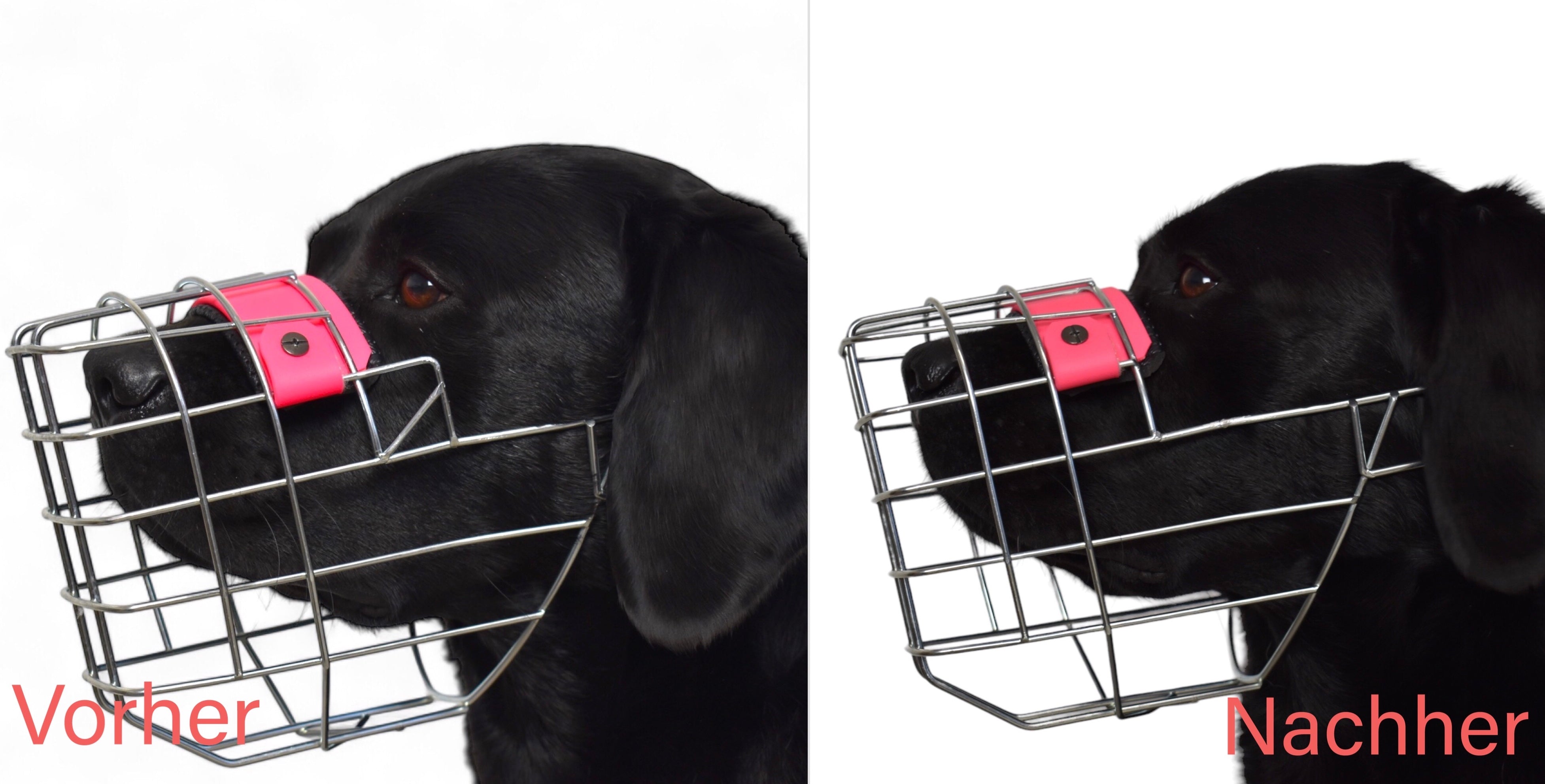 BACO DOG GEAR