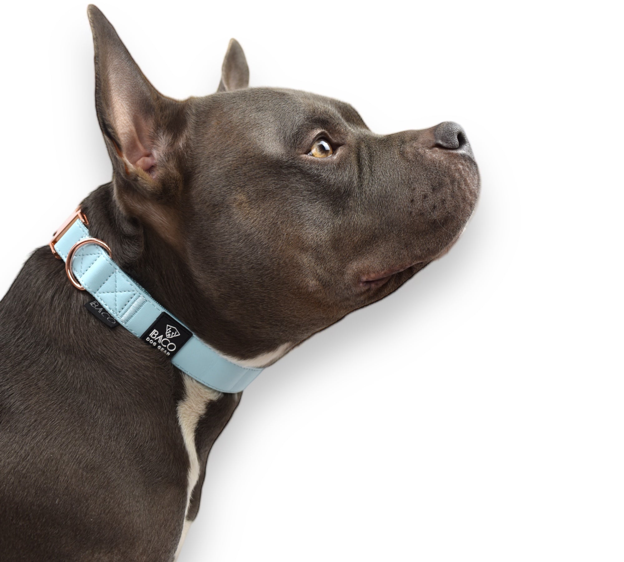 BACO DOG GEAR