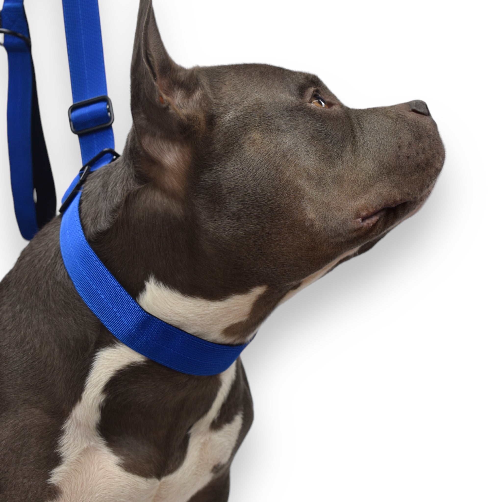 BACO DOG GEAR