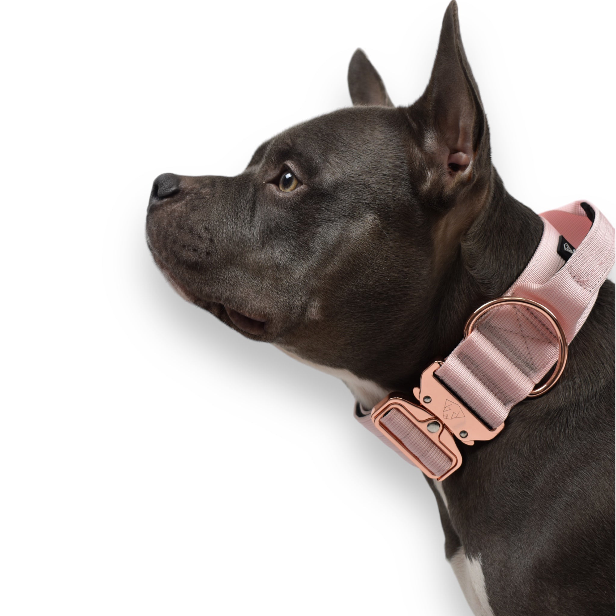 BACO DOG GEAR