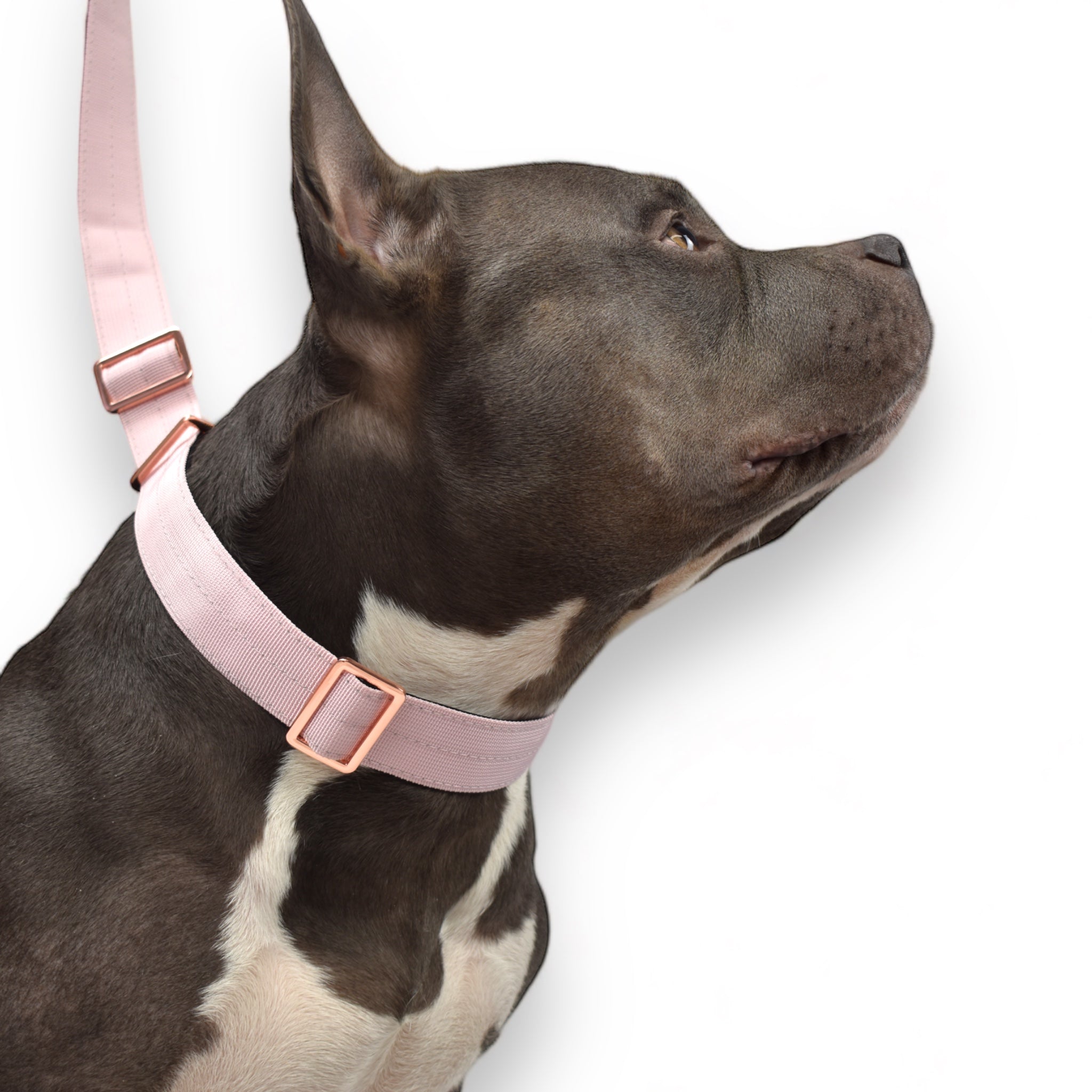 BACO DOG GEAR