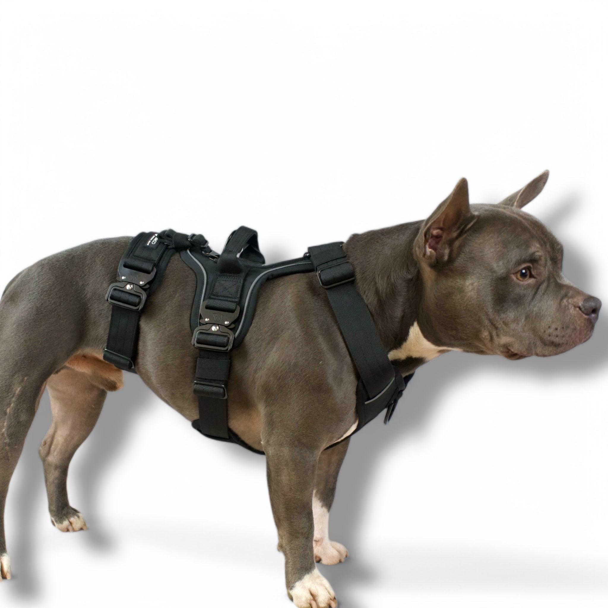 BACO DOG GEAR