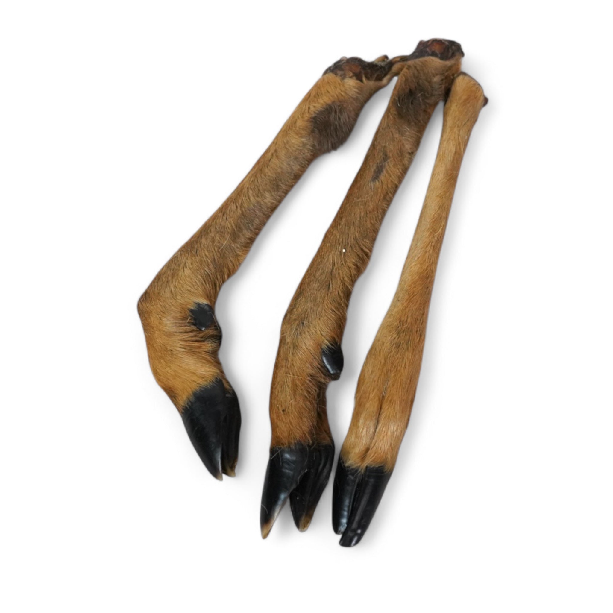 BACO DOG GEAR