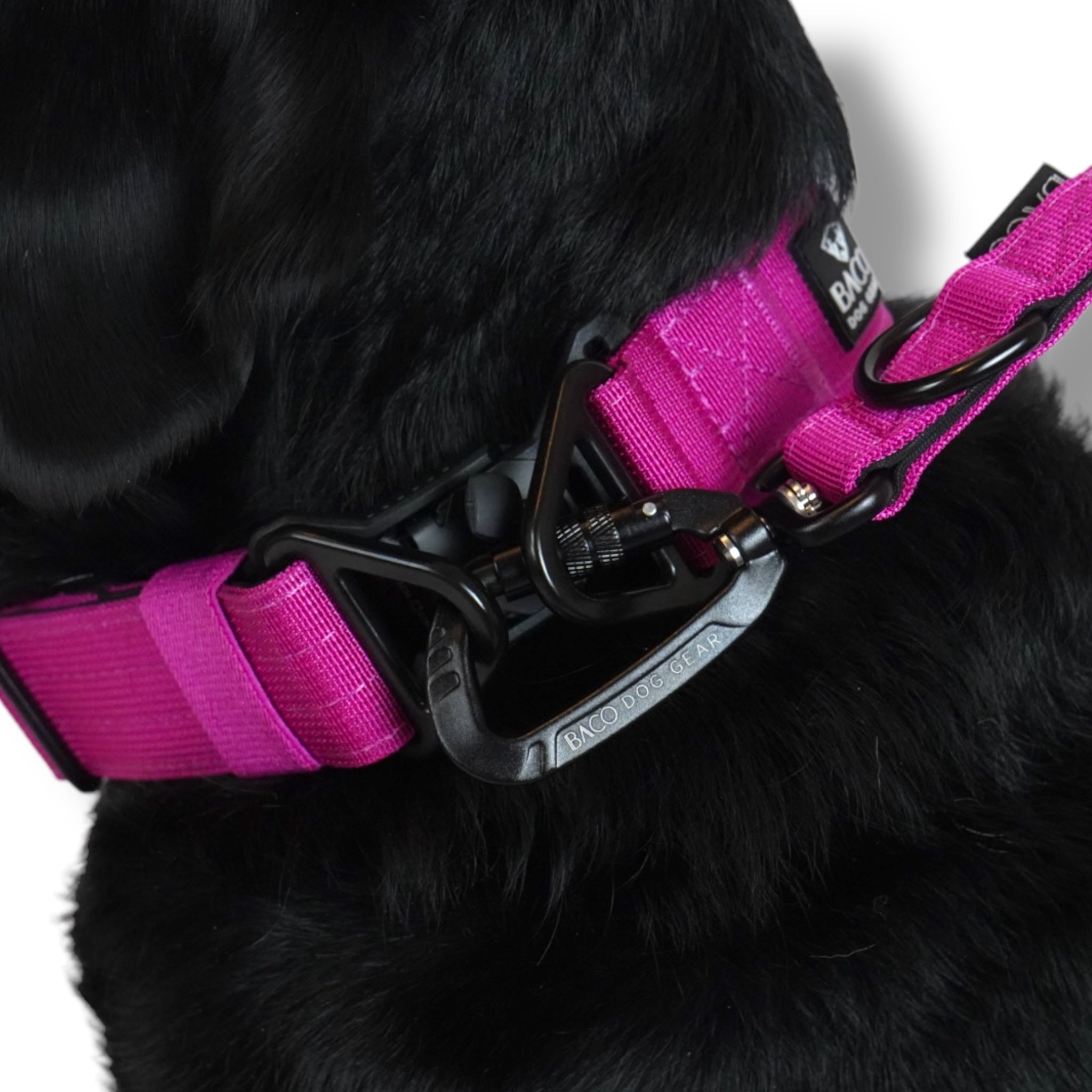 BACO DOG GEAR
