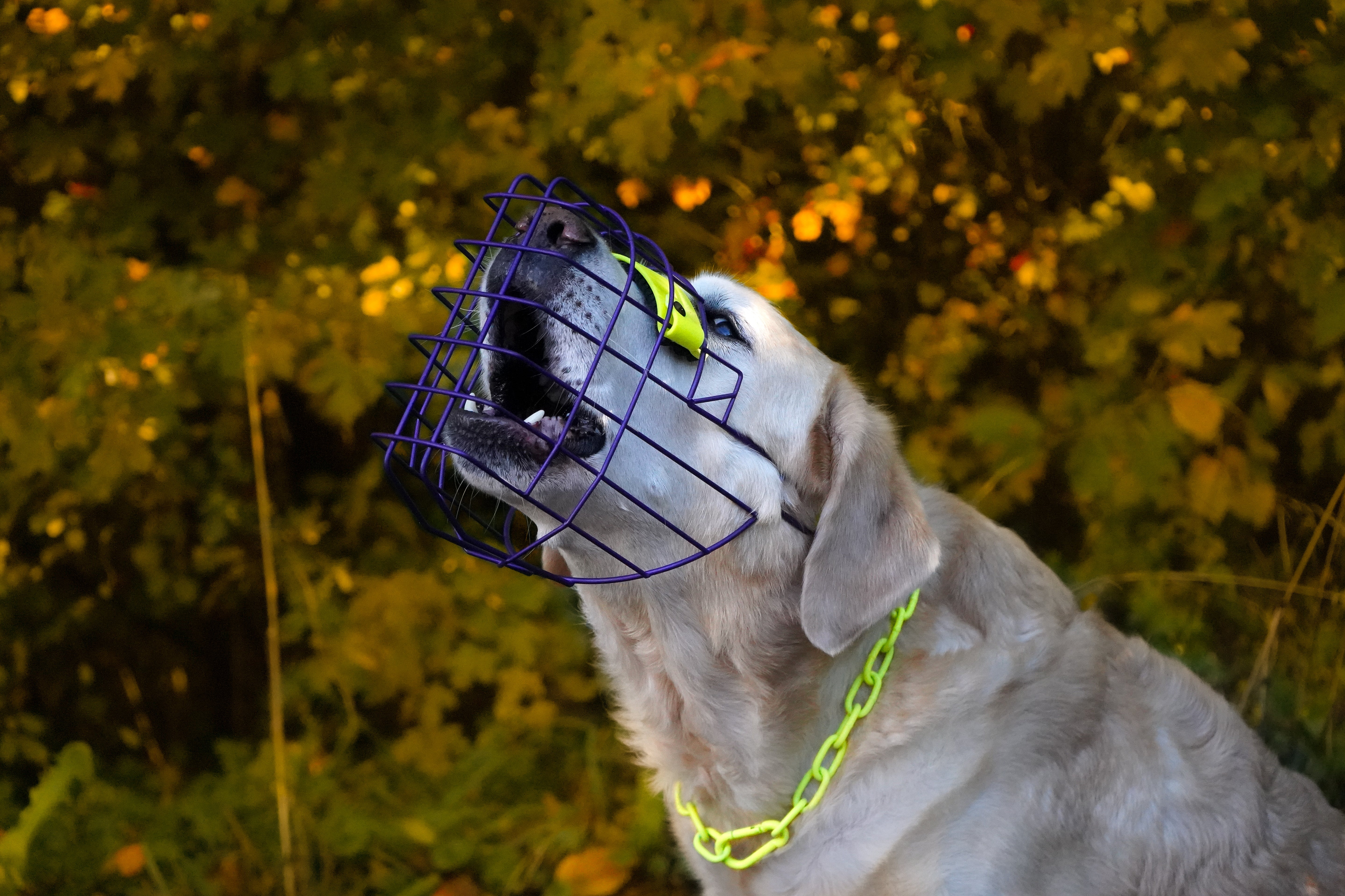 BACO DOG GEAR