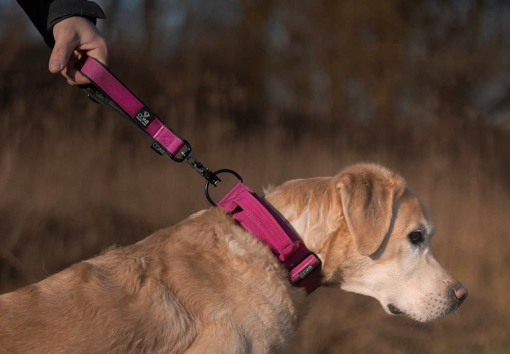 BACO DOG GEAR