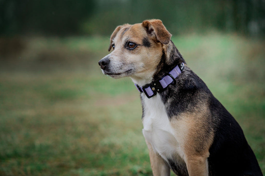 BACO DOG GEAR