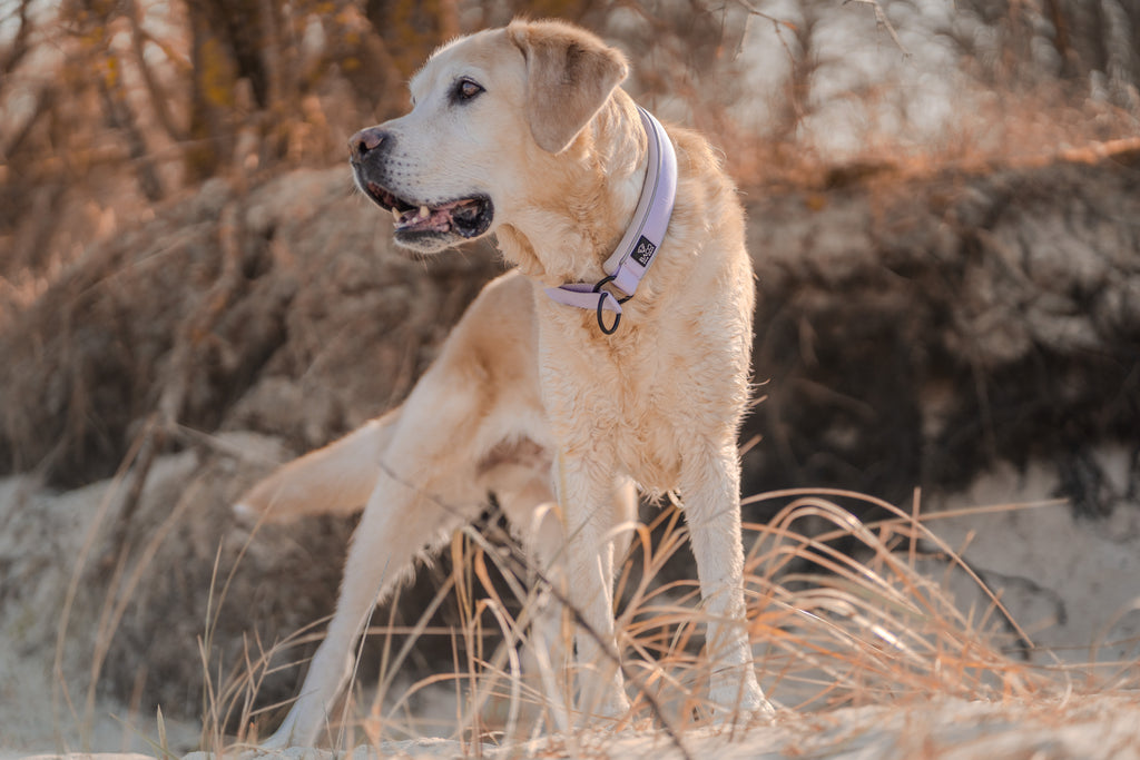 BACO DOG GEAR