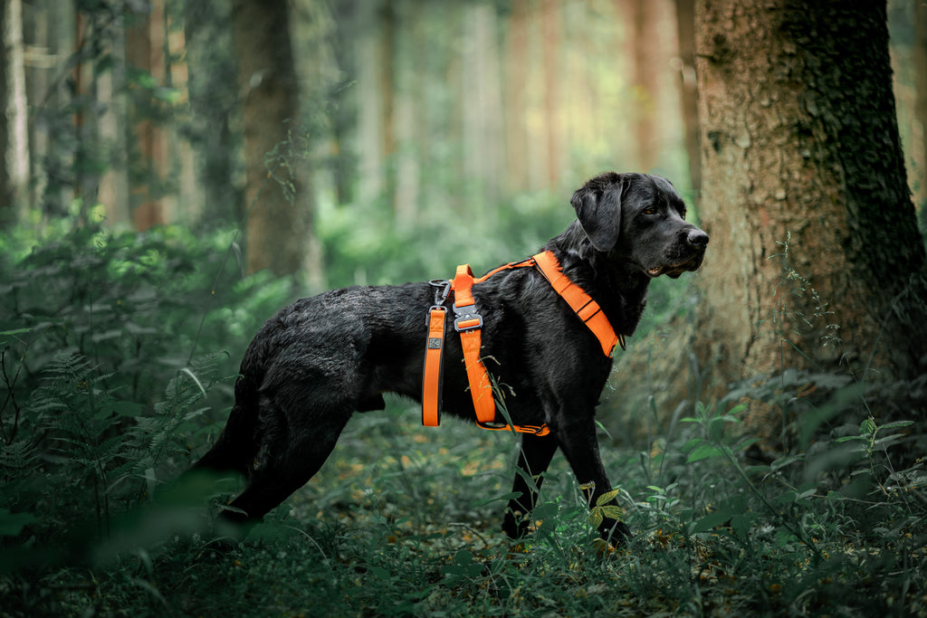 BACO DOG GEAR