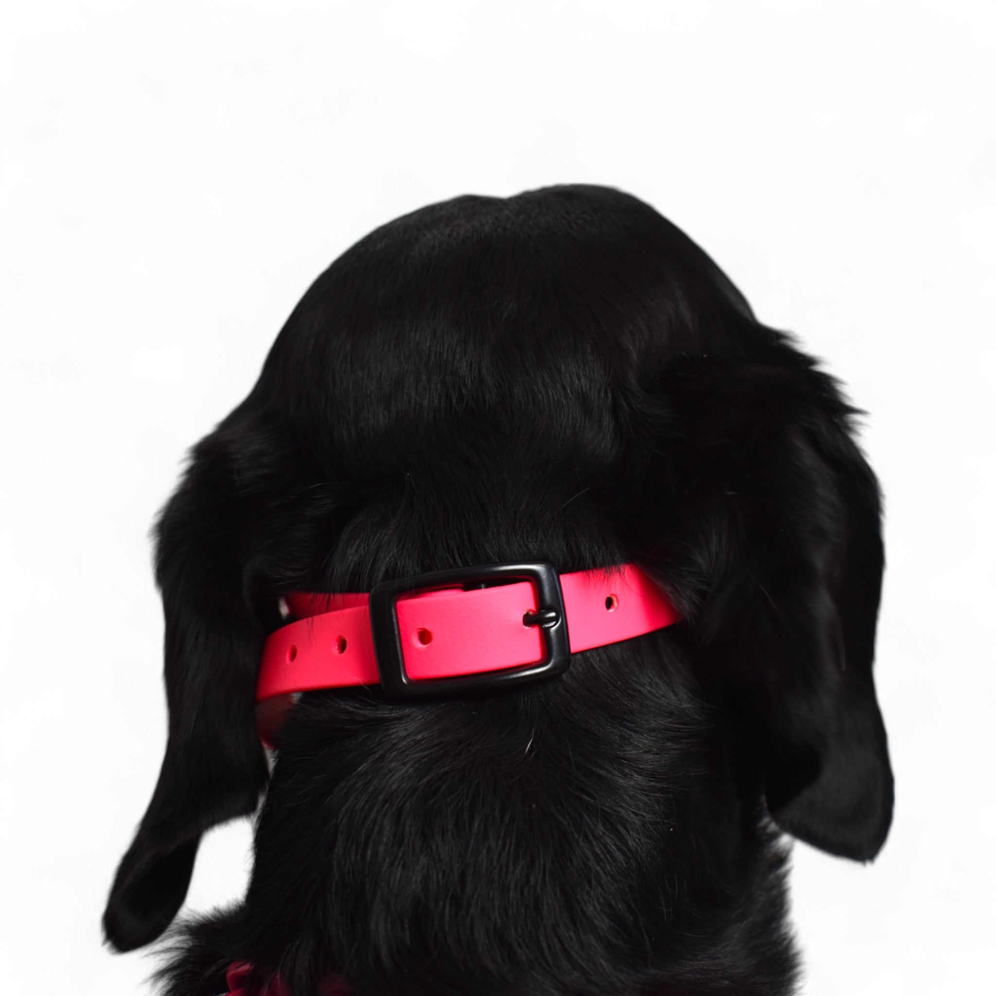 BACO DOG GEAR