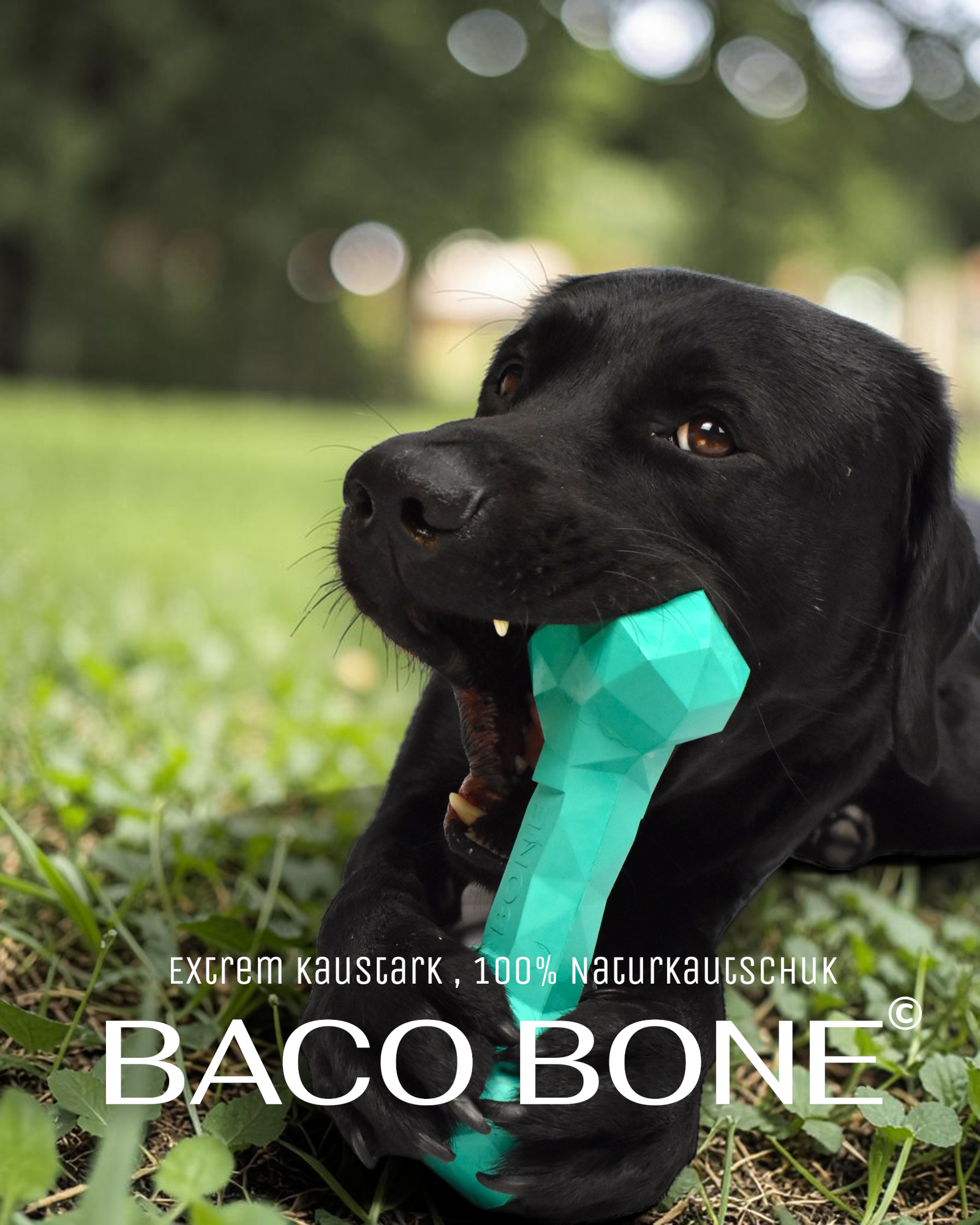 BACO DOG GEAR