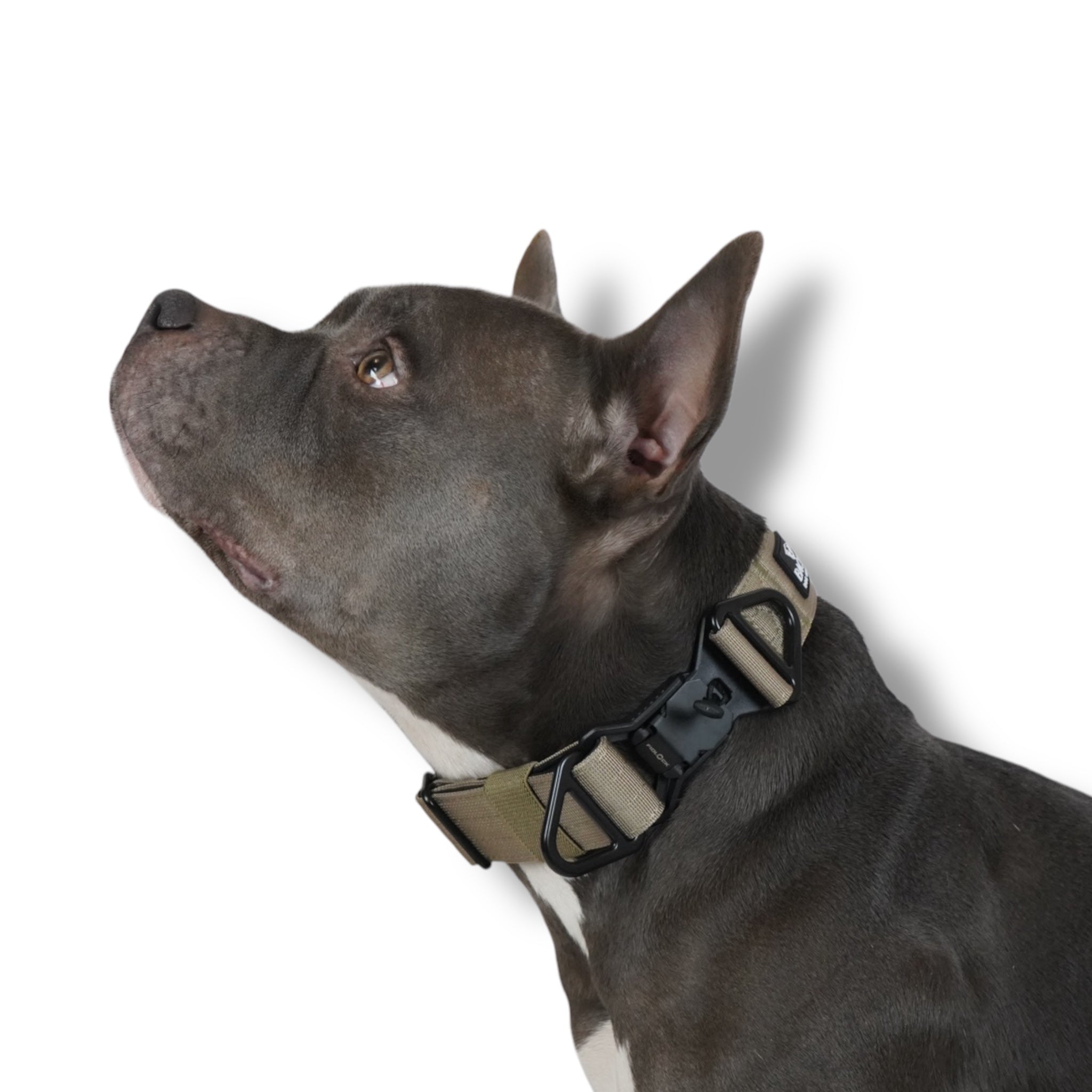 BACO DOG GEAR