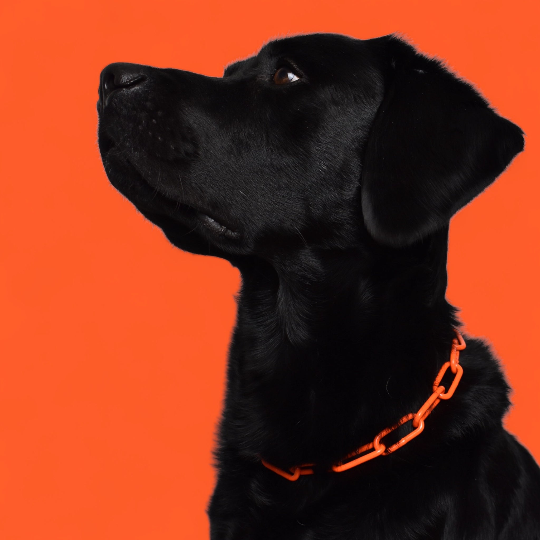 BACO DOG GEAR