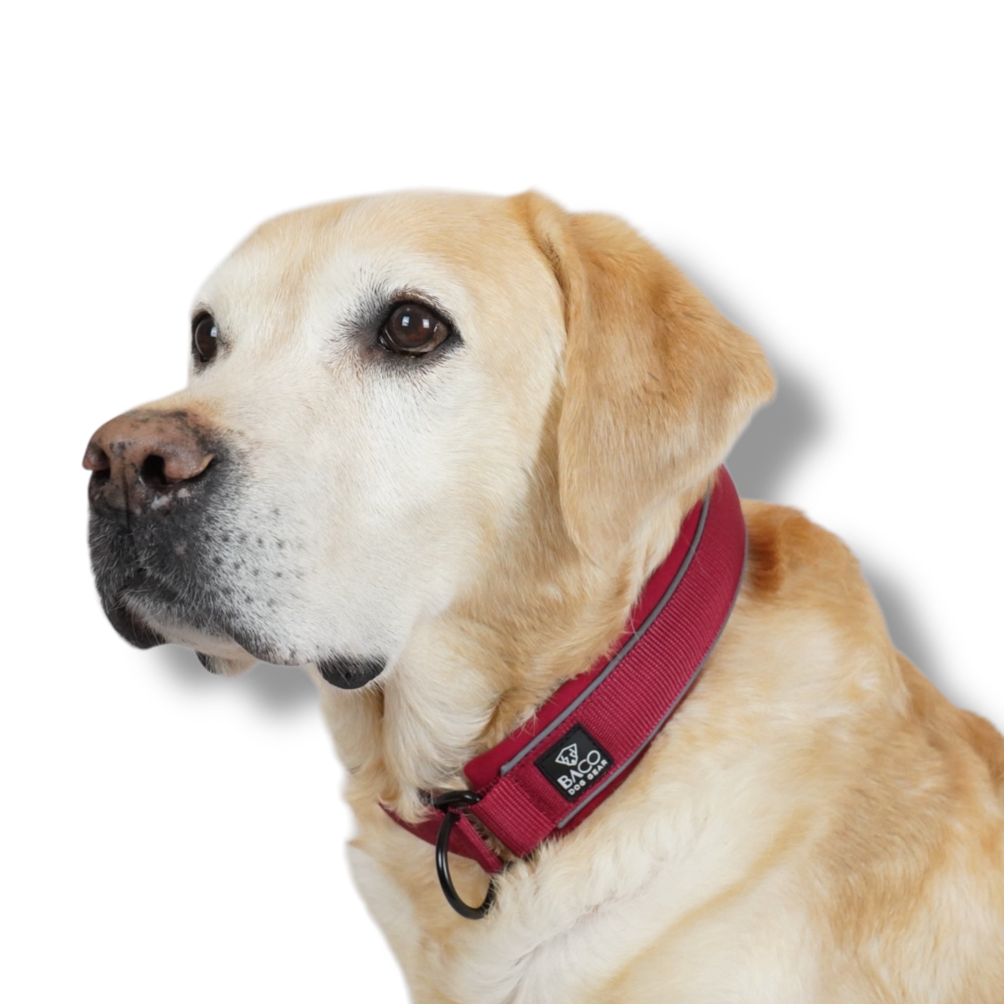 BACO DOG GEAR