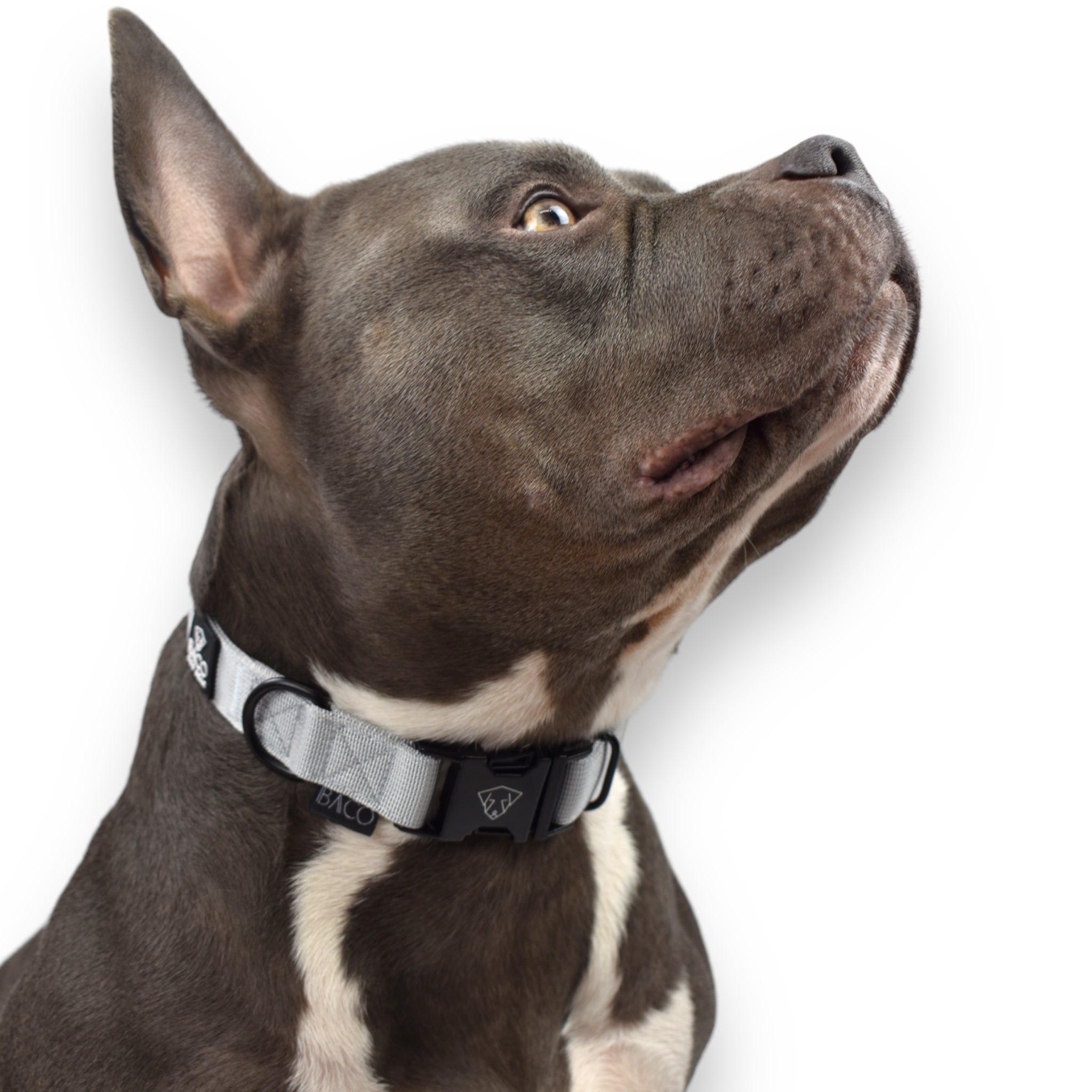 BACO DOG GEAR