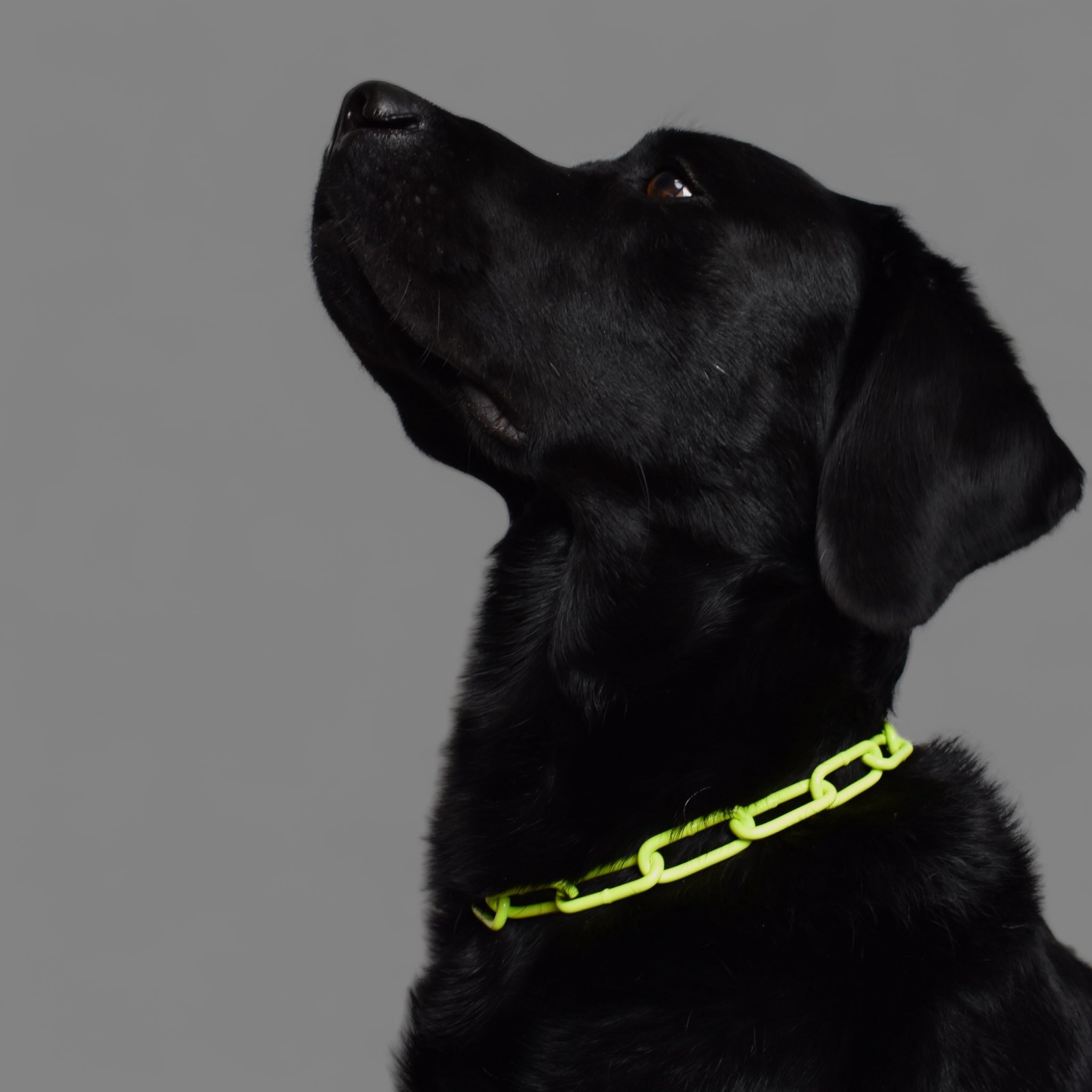 BACO DOG GEAR