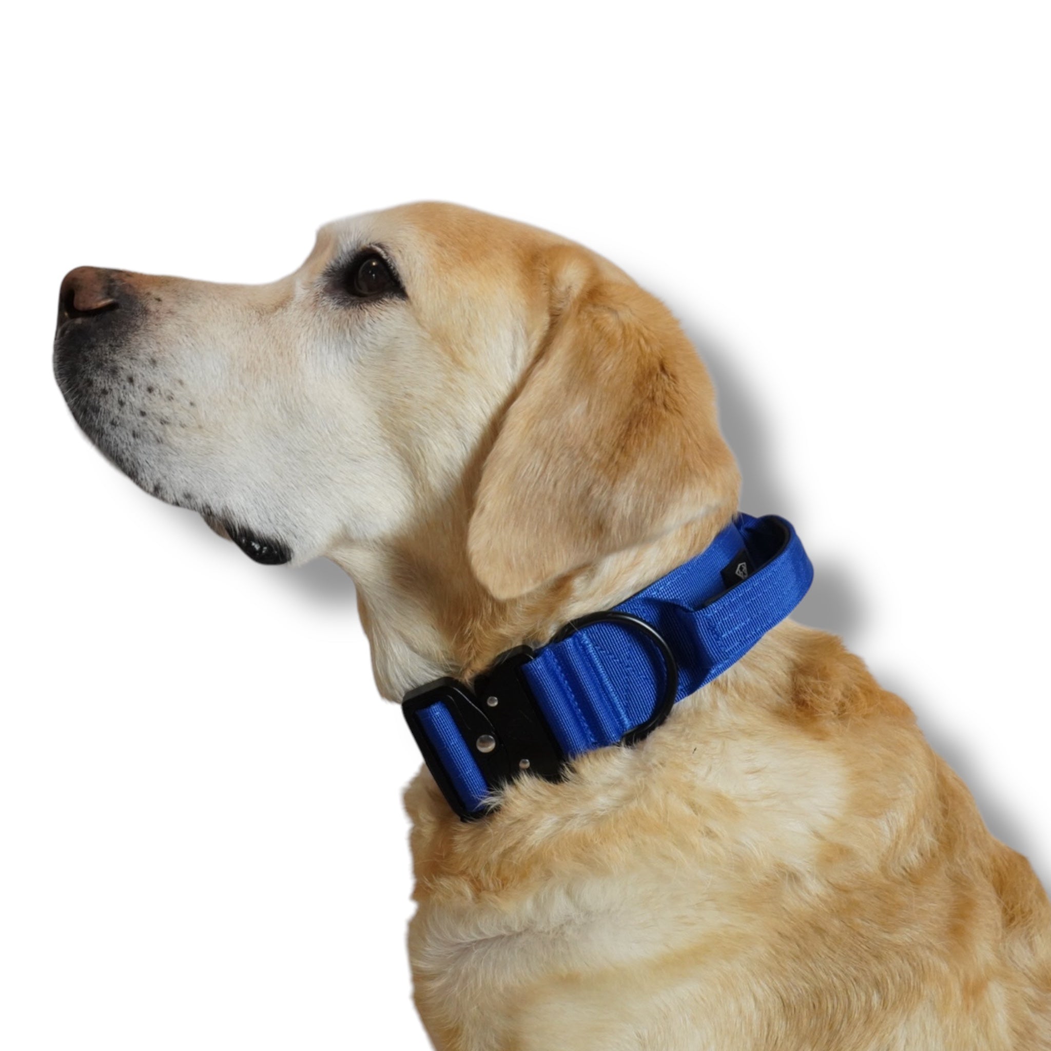 BACO DOG GEAR