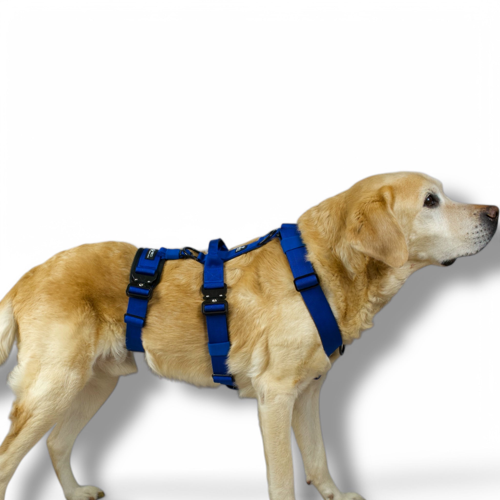 BACO DOG GEAR