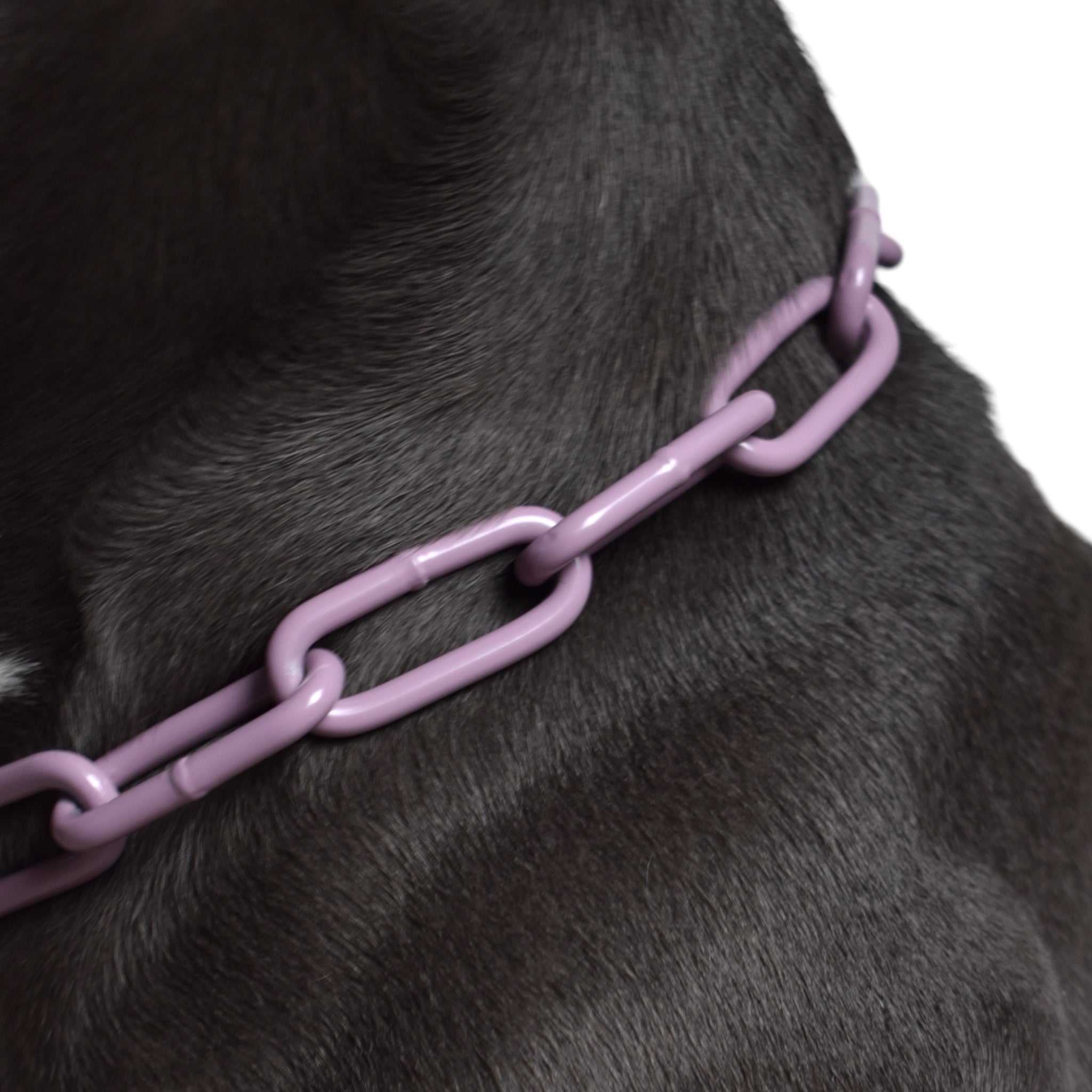BACO DOG GEAR